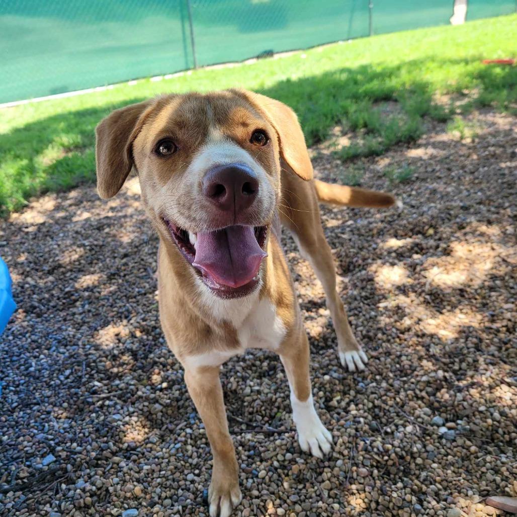 Duff, Adoptable, Adult Male Mixed Breed.