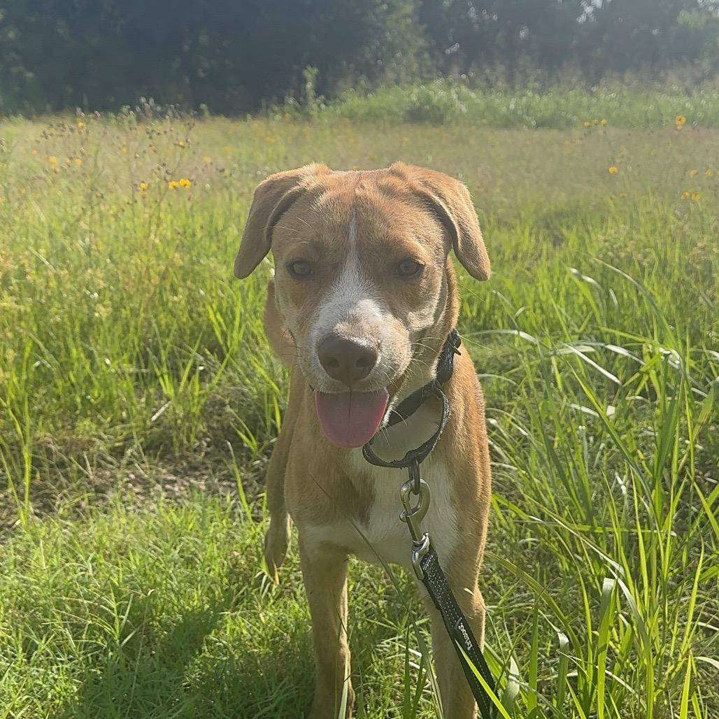 Enlarge Duff, a Adoptable Mixed Breed in Duncan, OK image 2/6