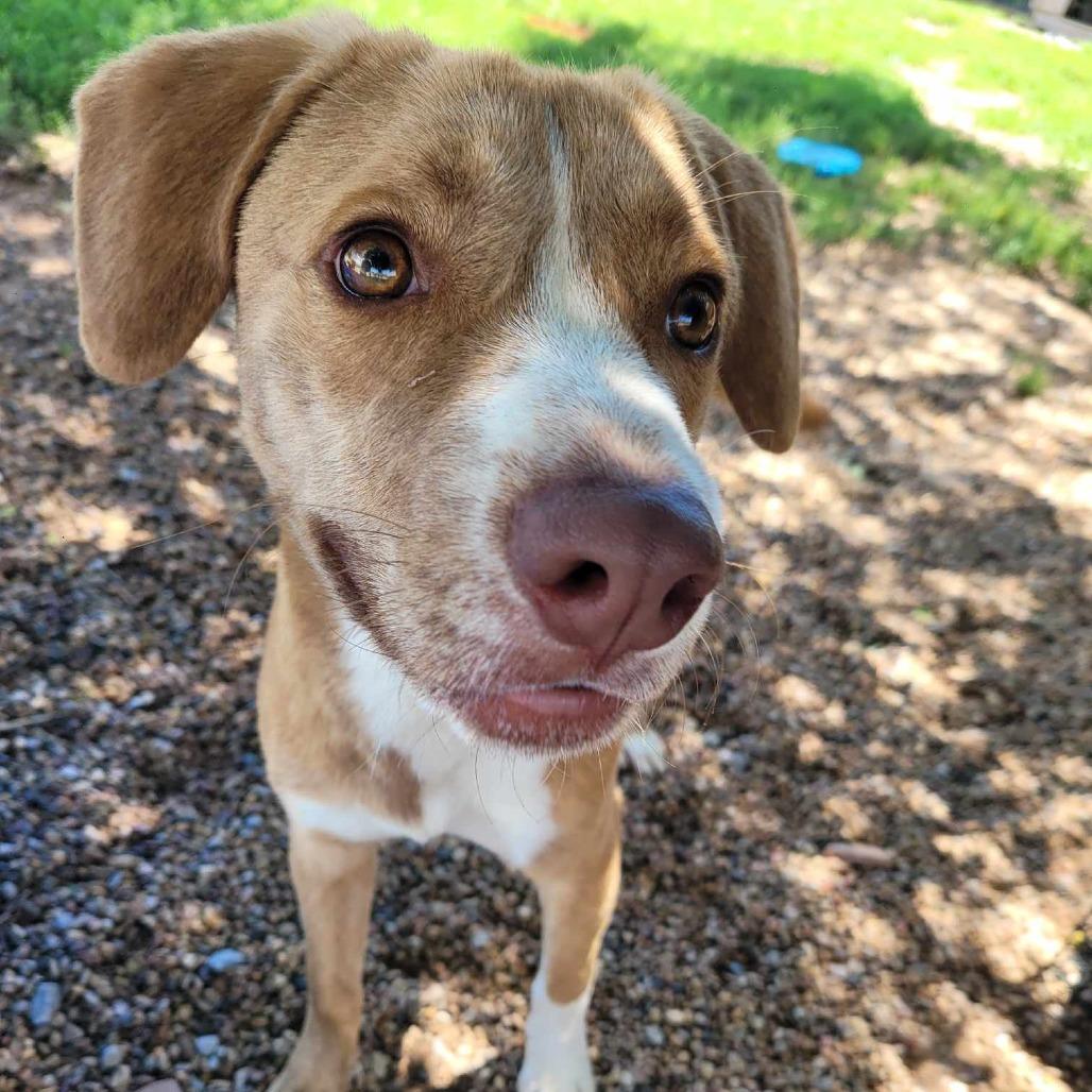 Enlarge Duff, a Adoptable Mixed Breed in Duncan, OK image 3/6