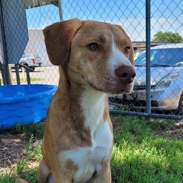 Enlarge Duff, a Adoptable Mixed Breed in Duncan, OK image 4/6