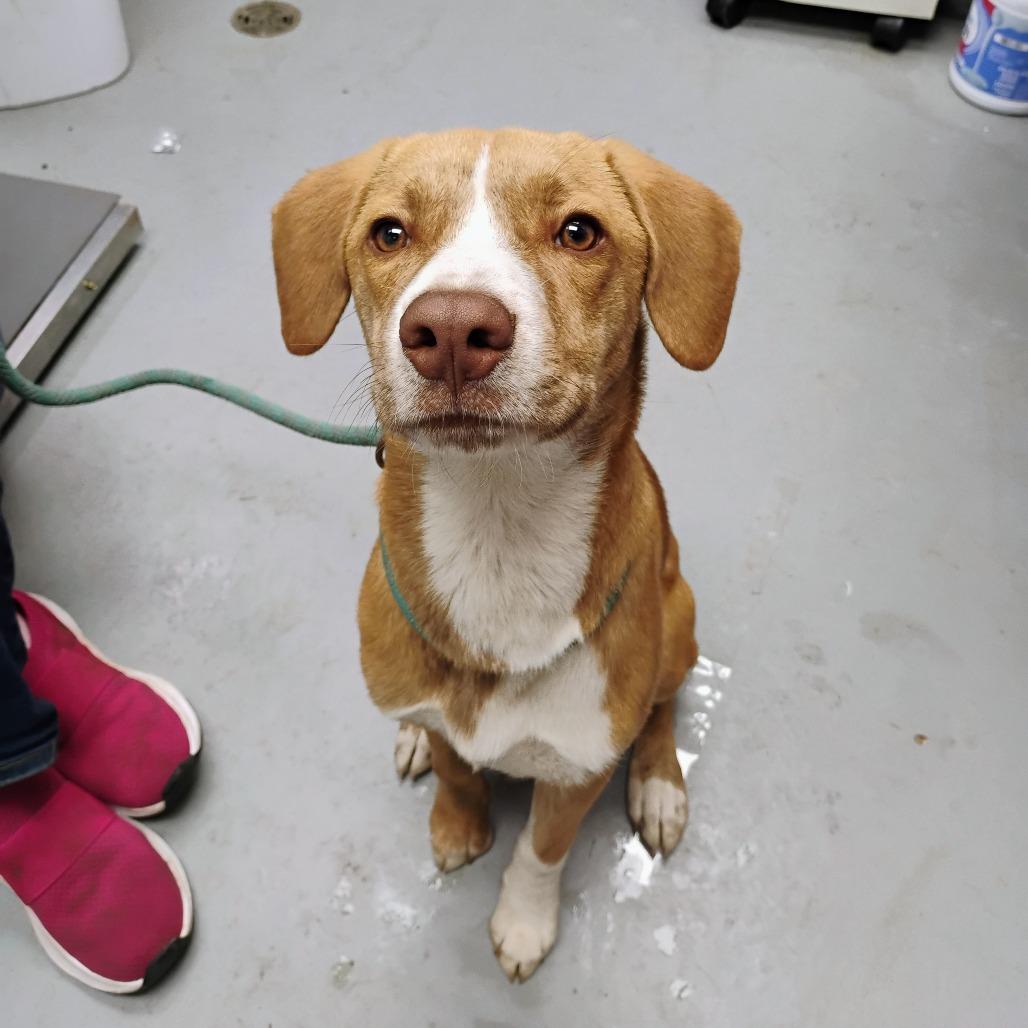 Enlarge Duff, a Adoptable Mixed Breed in Duncan, OK image 5/6