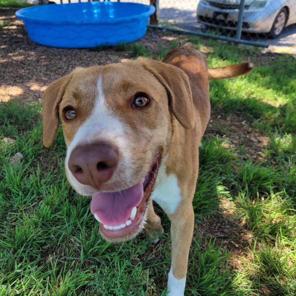 Enlarge Duff, a Adoptable Mixed Breed in Duncan, OK image 6/6