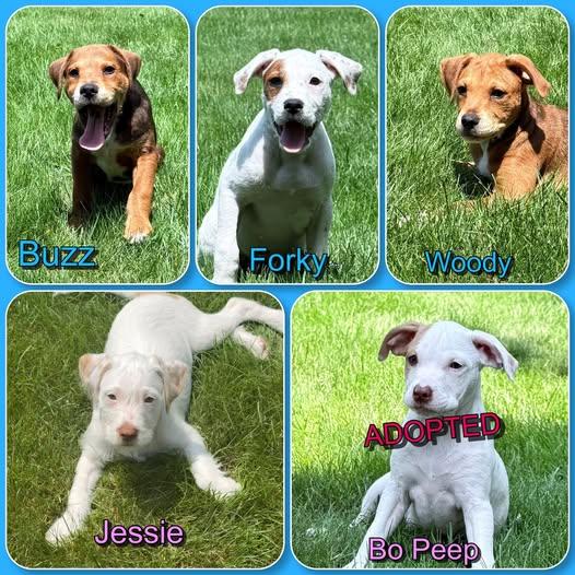 Enlarge Toy Story Litter - puppies 3 male 1 female, an adopted mixed breed in Traverse City, MI image 1/2