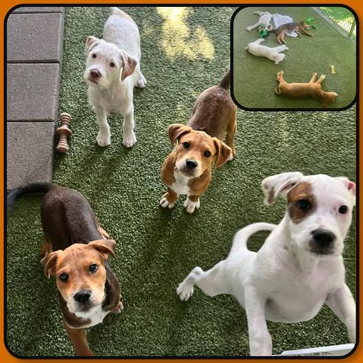 Enlarge Toy Story Litter - puppies 3 male 1 female, an adopted mixed breed in Traverse City, MI image 2/2