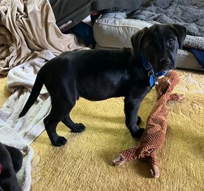 Maverick, Adoptable, Puppy Male Labrador Retriever & Mixed Breed.