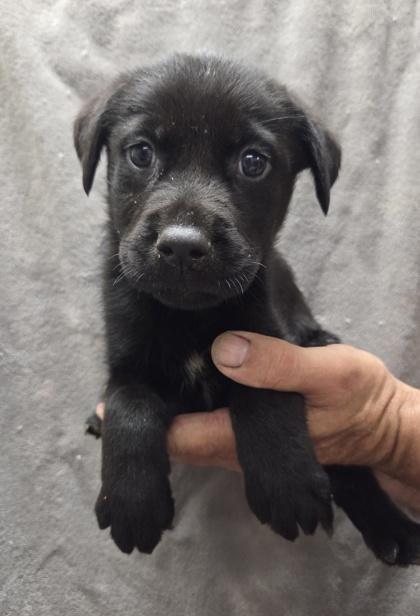 Enlarge Maverick, a Adoptable mixed breed in Malvern, PA image 2/2