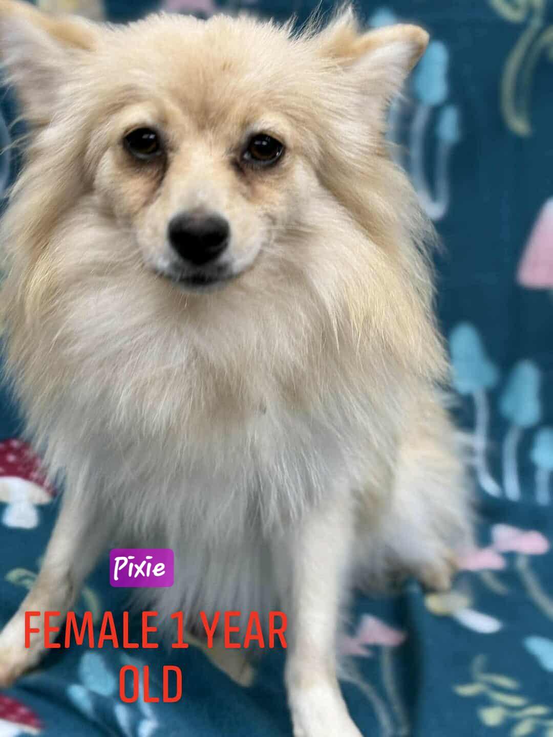 Pixie