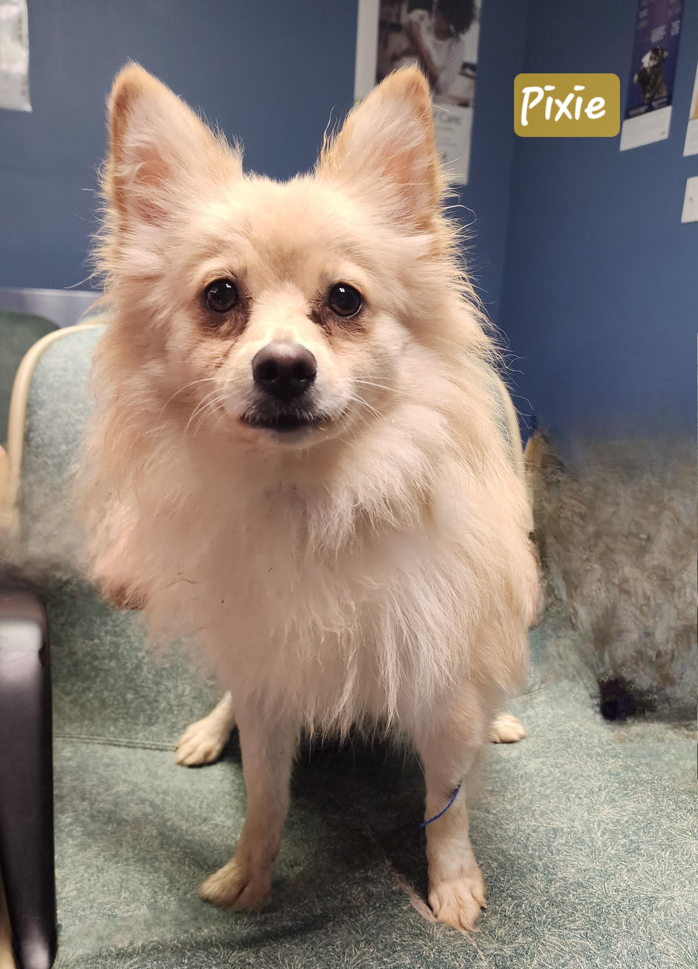 Pixie