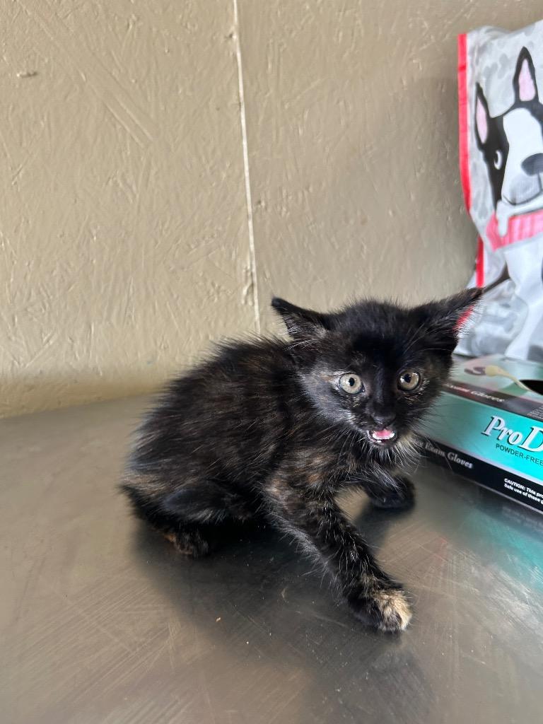 Agatha, Adoptable, Kitten Female Domestic Medium Hair.