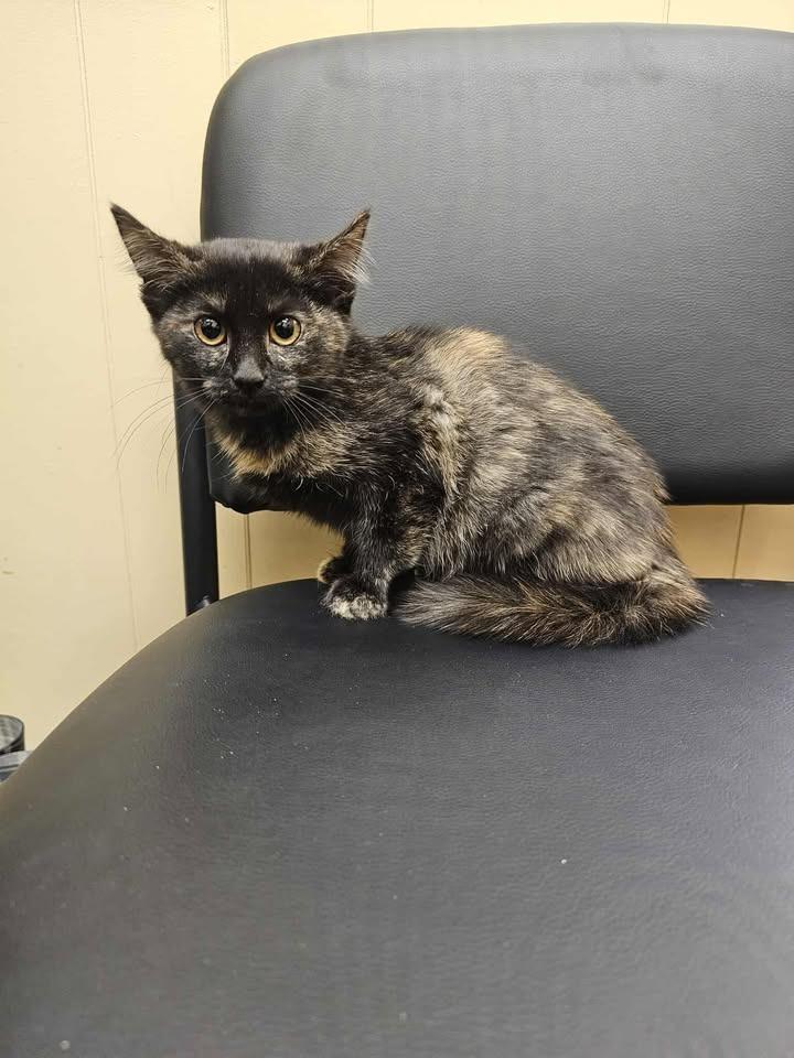 Enlarge Agatha, a Adoptable mixed breed in Shelbyville, TN image 2/2