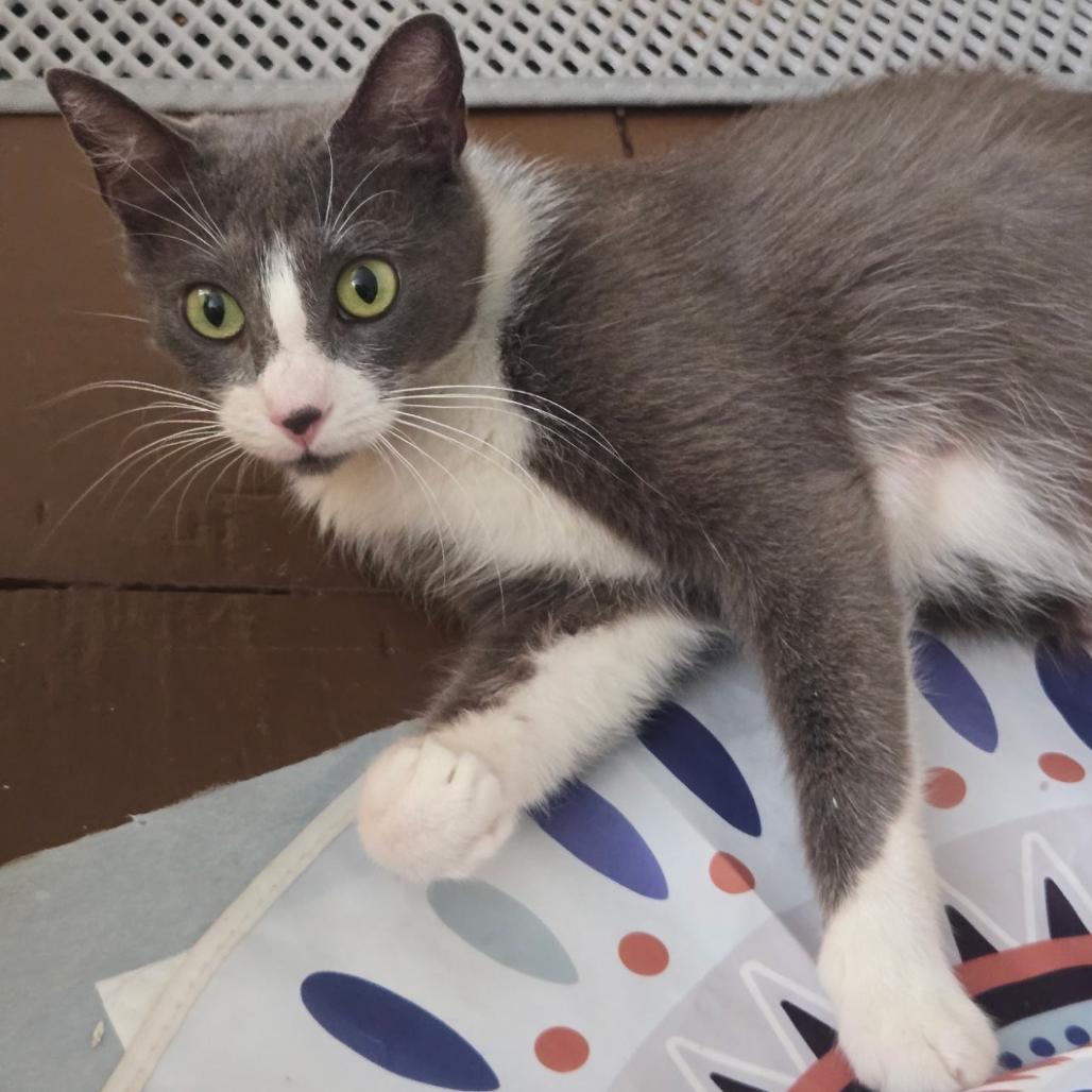 Moska, Adoptable, Adult Female Domestic Short Hair.