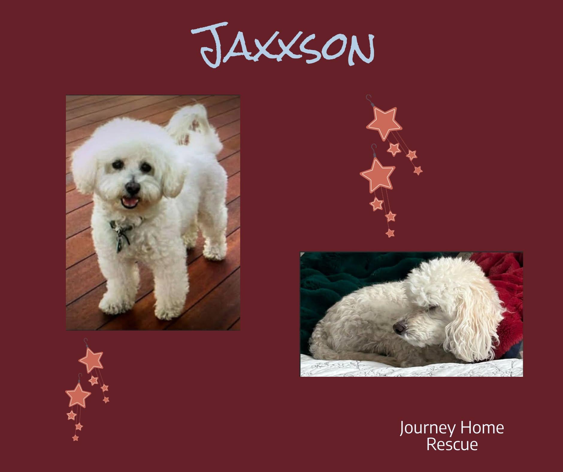 Enlarge Jaxxson, a ADOPTABLE Poodle in East Wenatchee, WA image 1/1