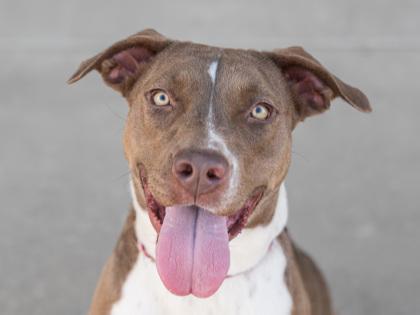 Enlarge Bama, a Adoptable mixed breed in Longmont, CO image 1/3