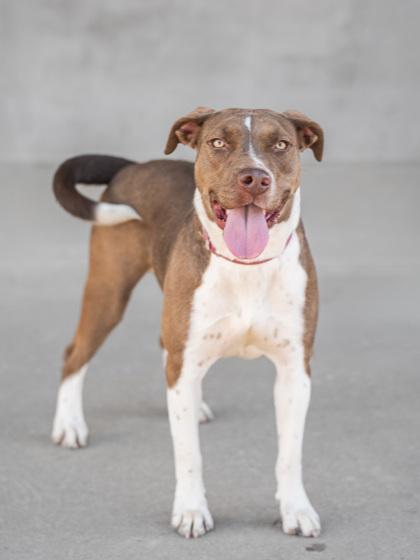 Enlarge Bama, a Adoptable mixed breed in Longmont, CO image 2/3