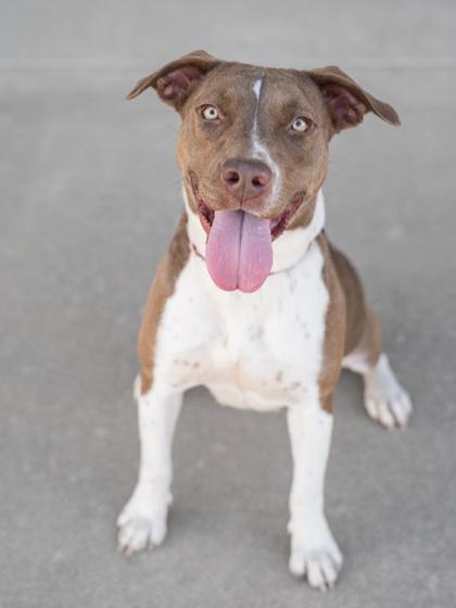 Enlarge Bama, a Adoptable mixed breed in Longmont, CO image 3/3