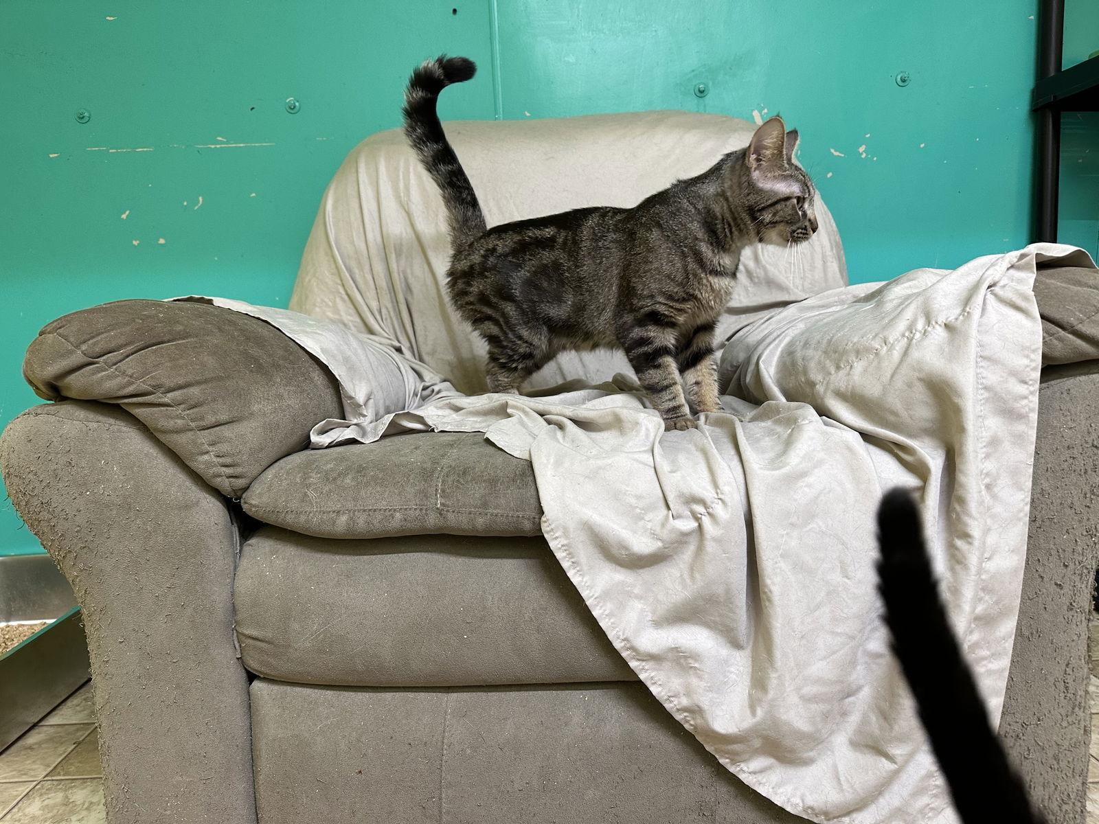 Jessie, Adoptable, Adult Female Domestic Short Hair & Bengal.