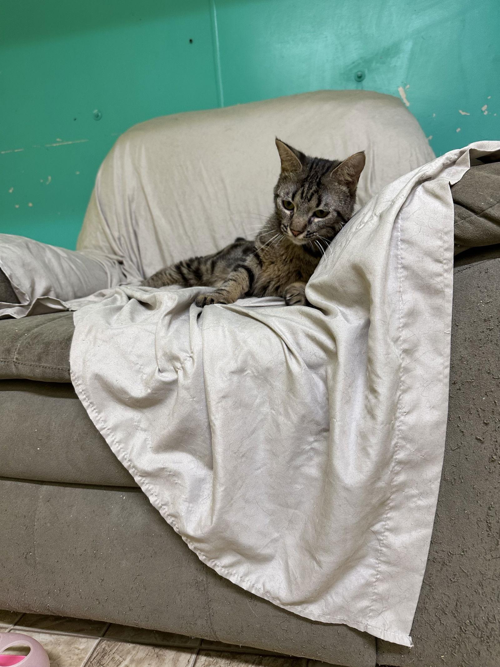 Jessie, a Adoptable mixed breed in Stover, MO image 2/3