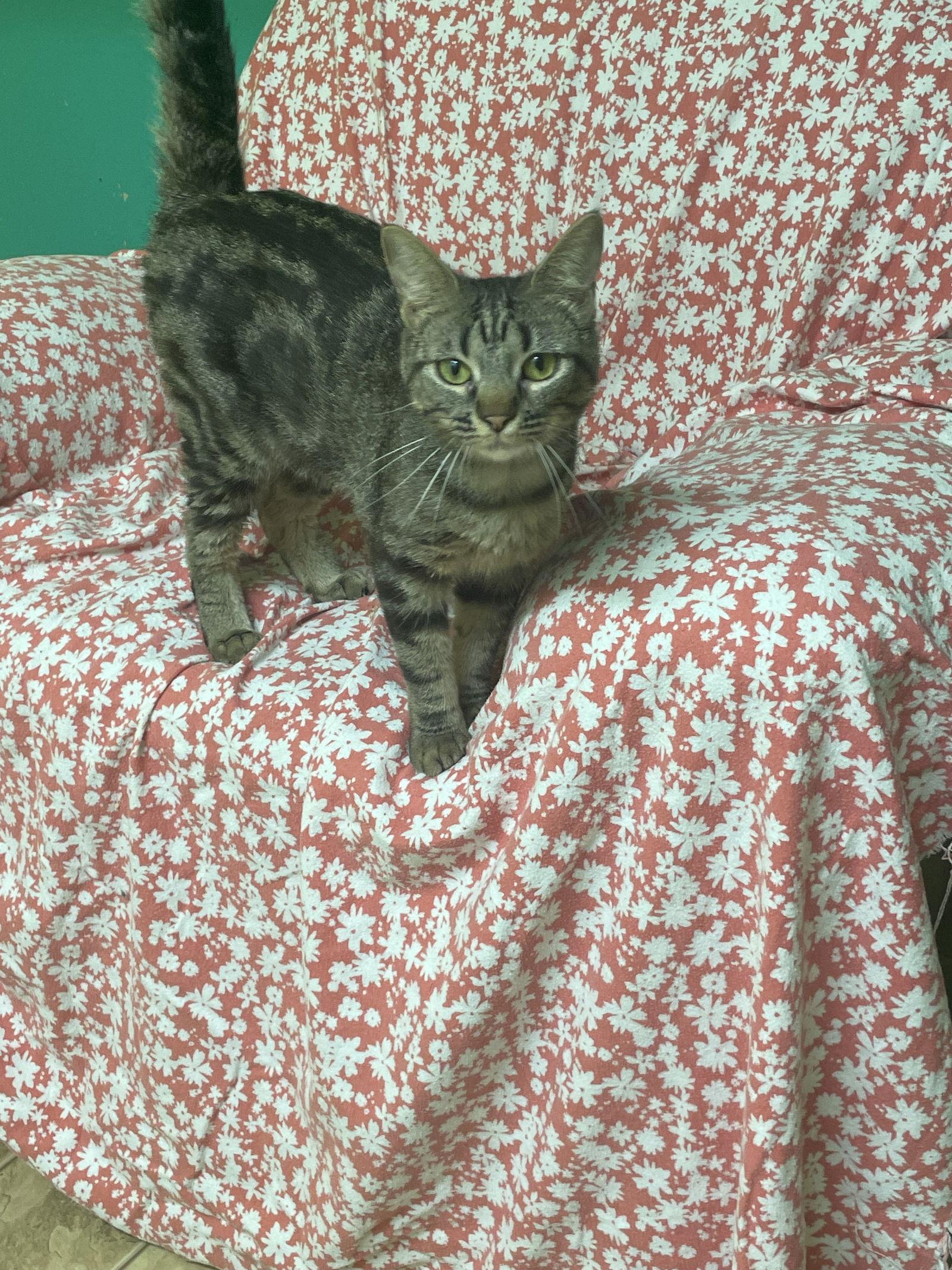 Jessie, a Adoptable mixed breed in Stover, MO image 3/3