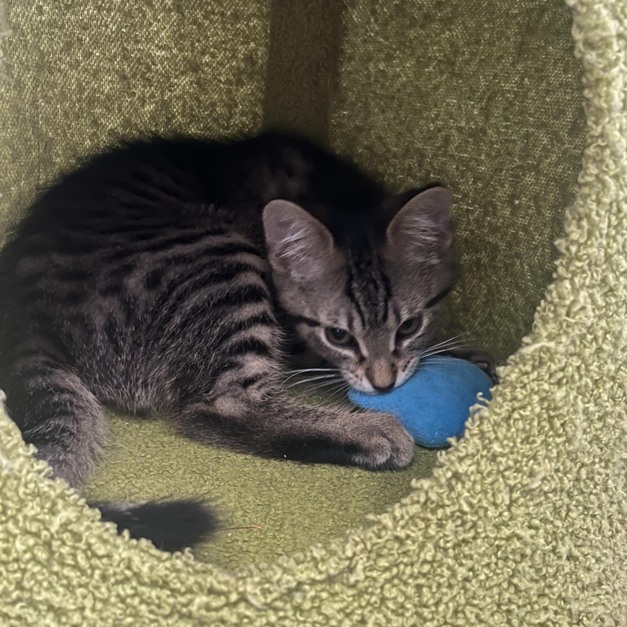 Raisin Bran, an adopted Domestic Short Hair in AQUEBOGUE, NY image 2/2