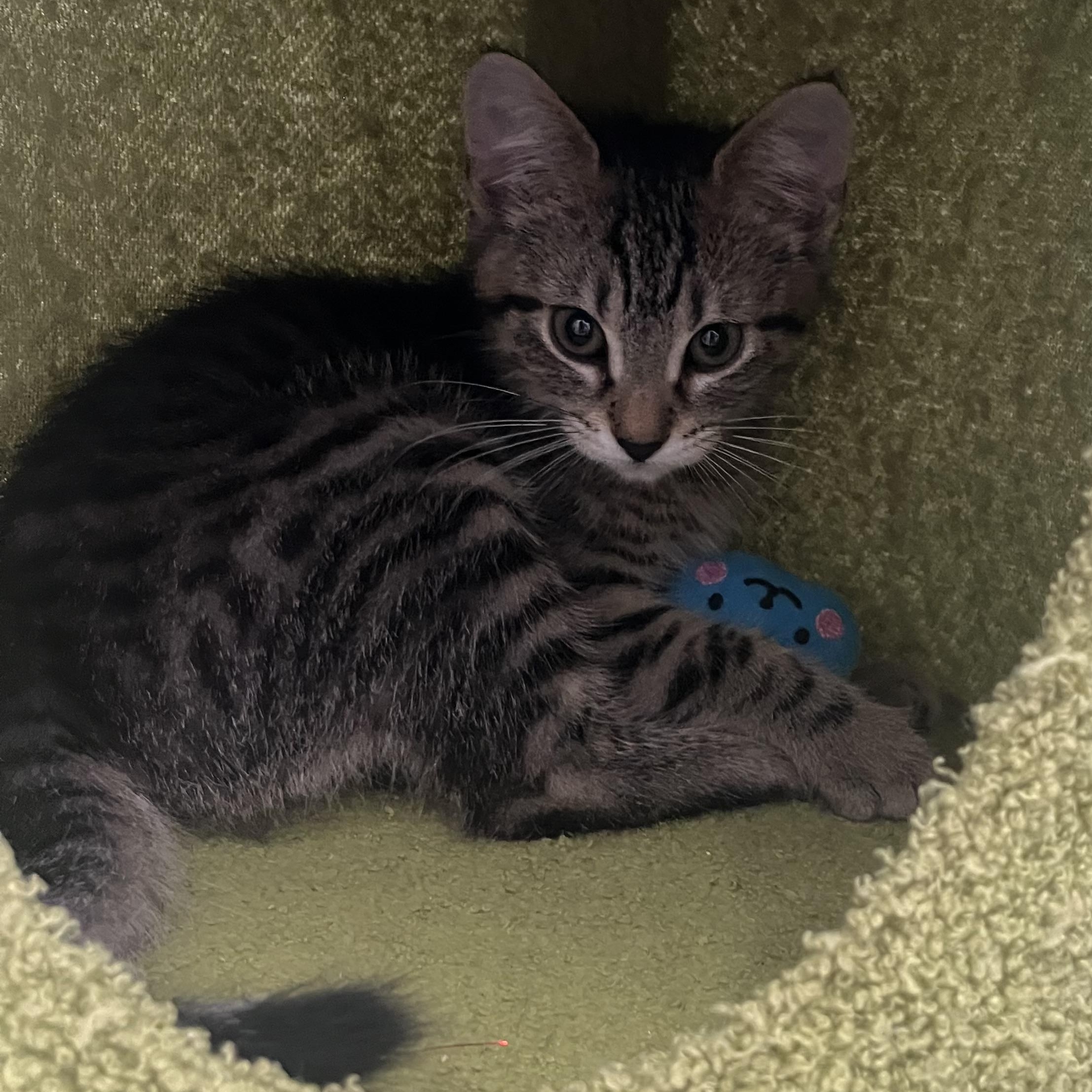 Raisin Bran, adopted, Kitten Female Domestic Short Hair.