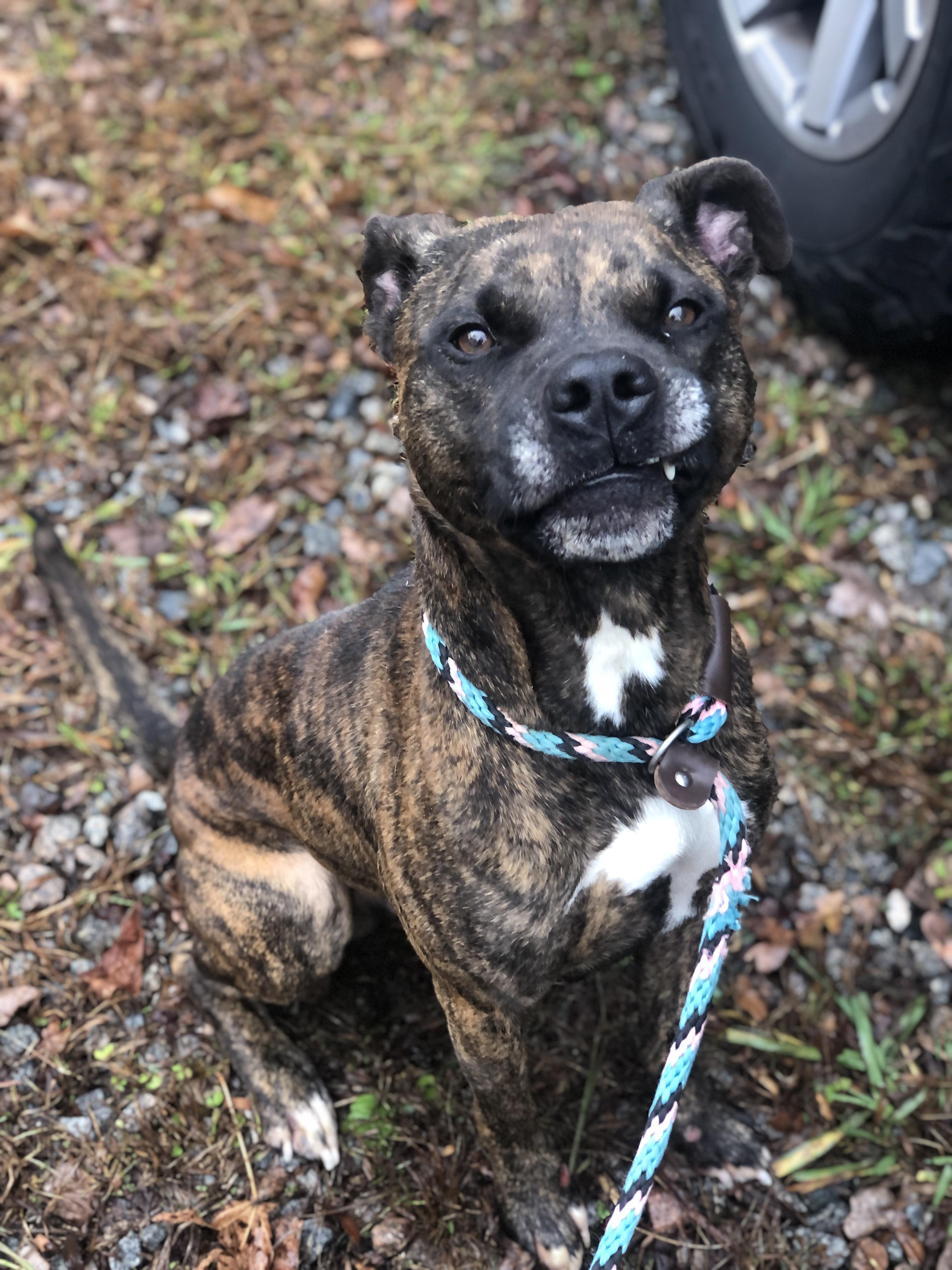 Wilson, a Adoptable mixed breed in Petersburg, VA image 5/6