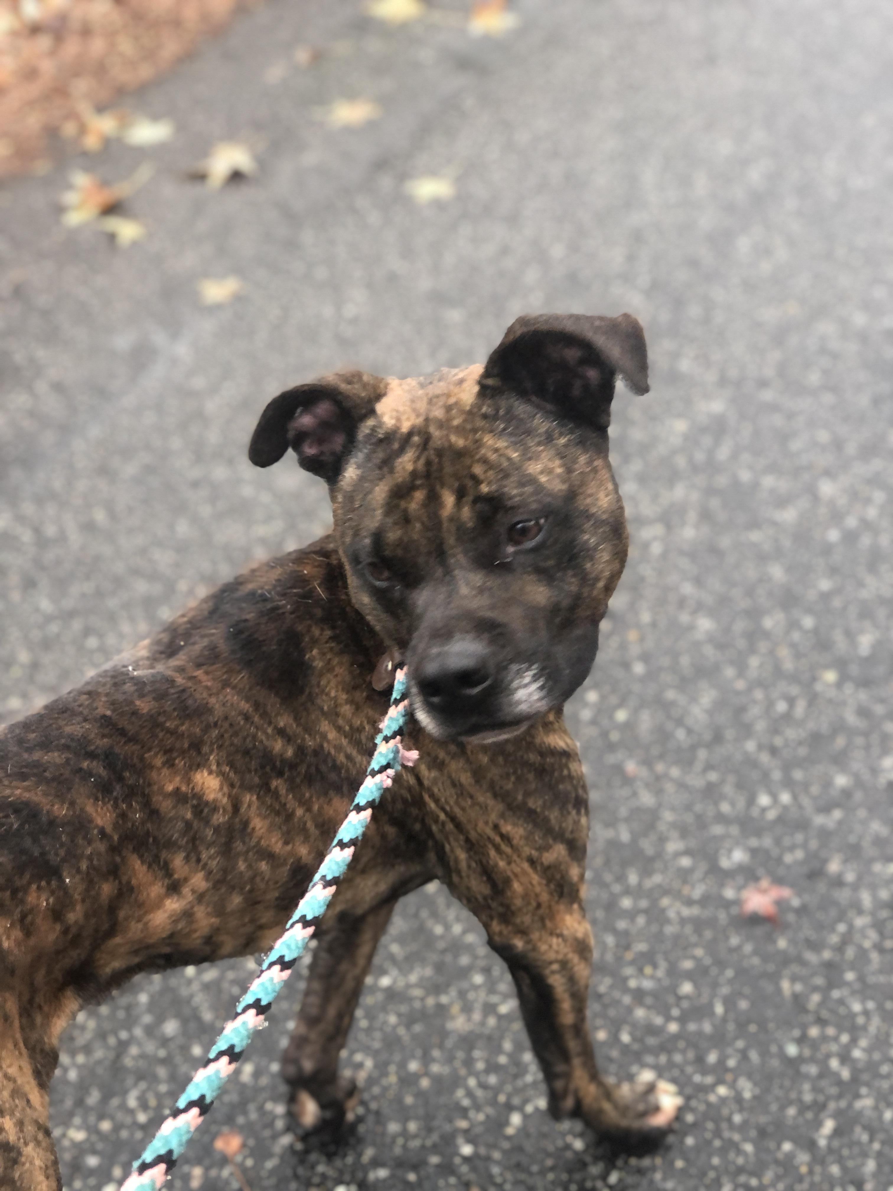 Wilson, a Adoptable mixed breed in Petersburg, VA image 2/6