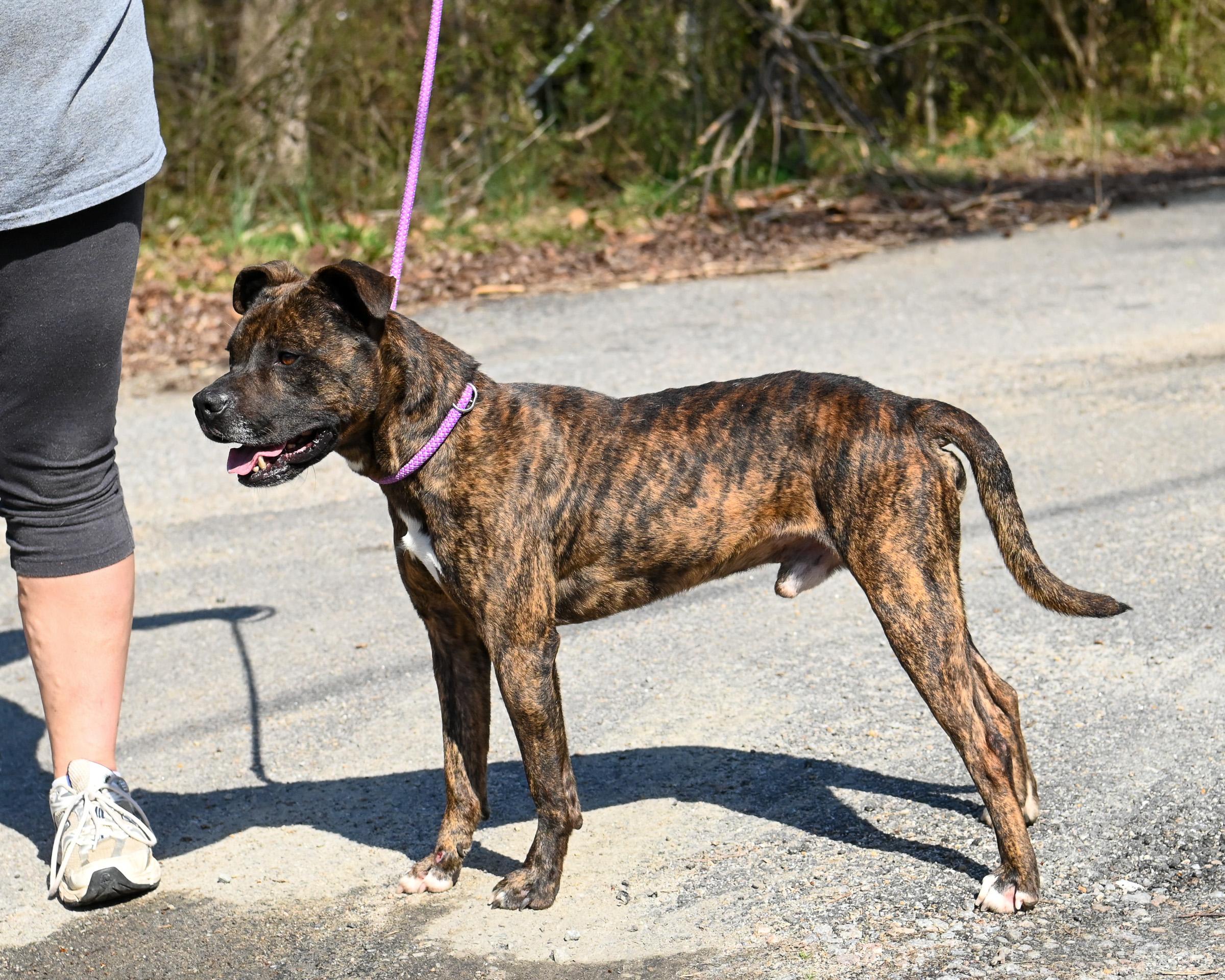 Enlarge Wilson, a Adoptable mixed breed in Petersburg, VA image 5/6