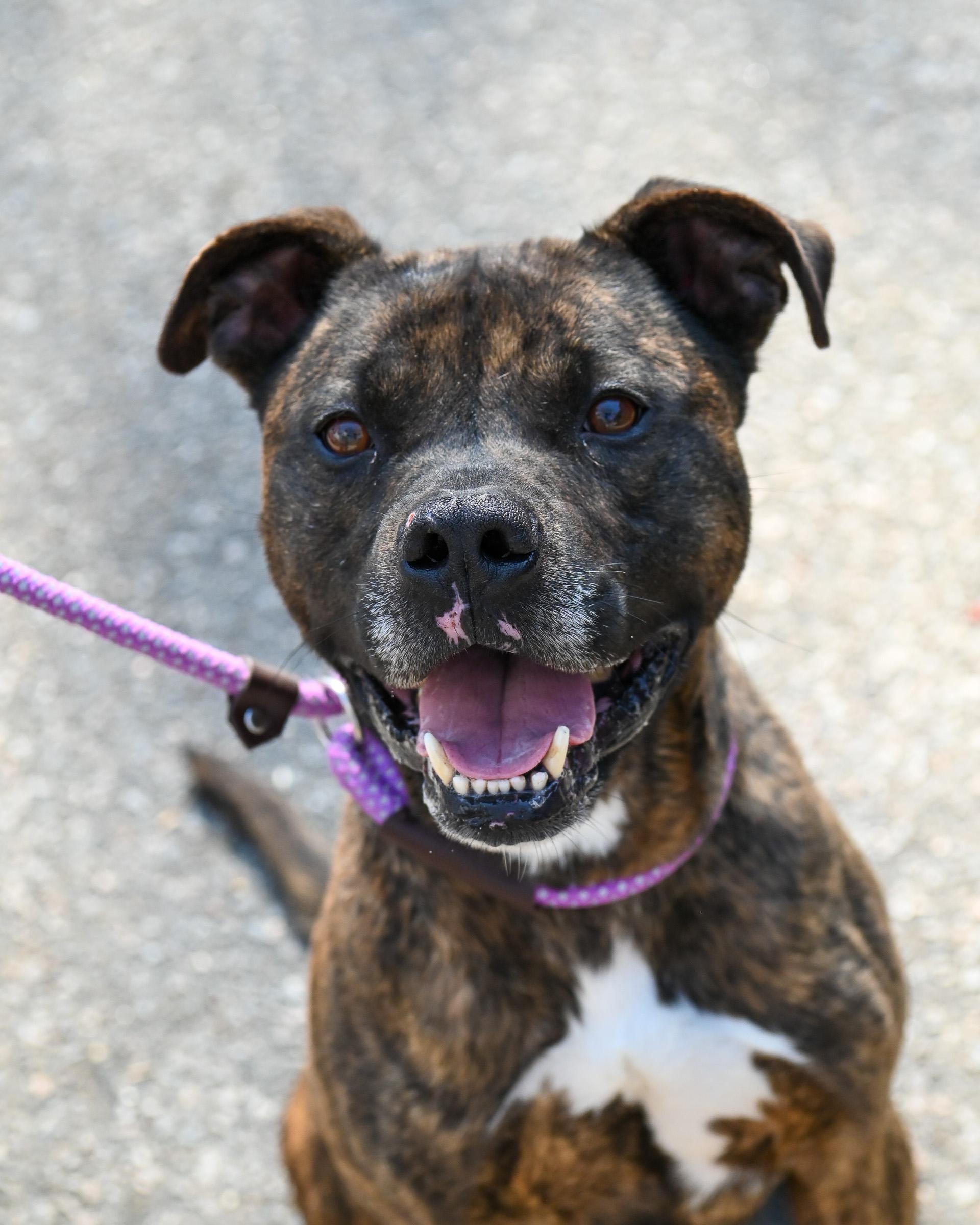 Enlarge Wilson, a Adoptable mixed breed in Petersburg, VA image 6/6