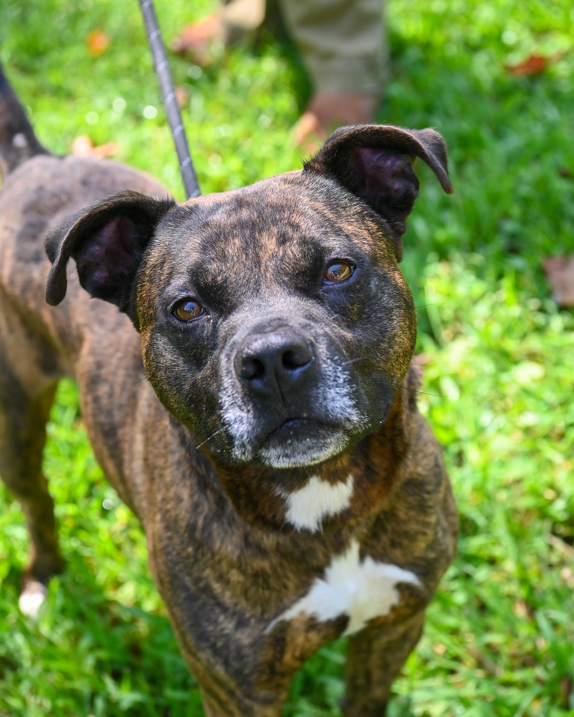 Wilson, Adoptable, Adult Male Pit Bull Terrier.