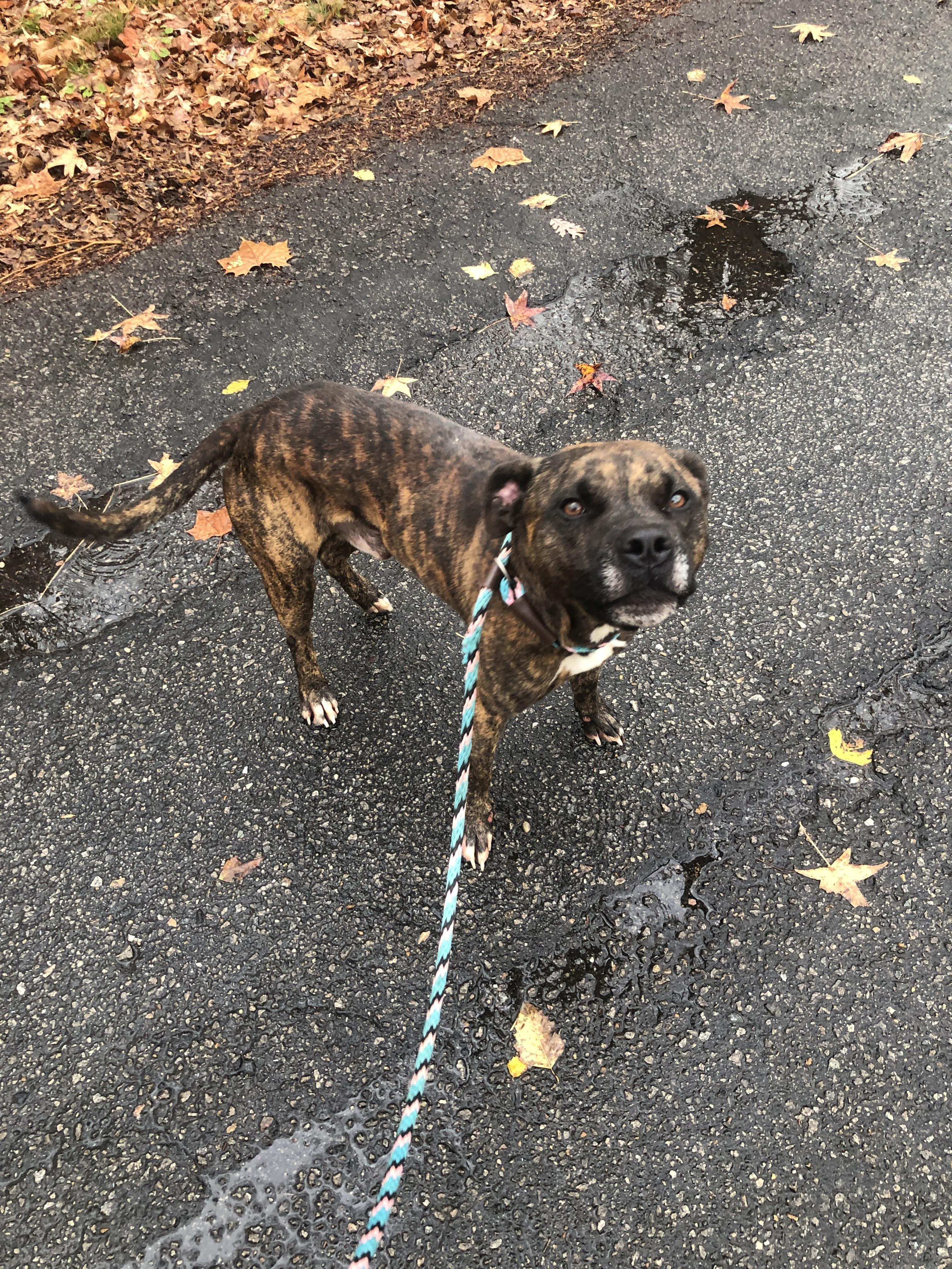 Enlarge Wilson, a Adoptable mixed breed in Petersburg, VA image 6/6