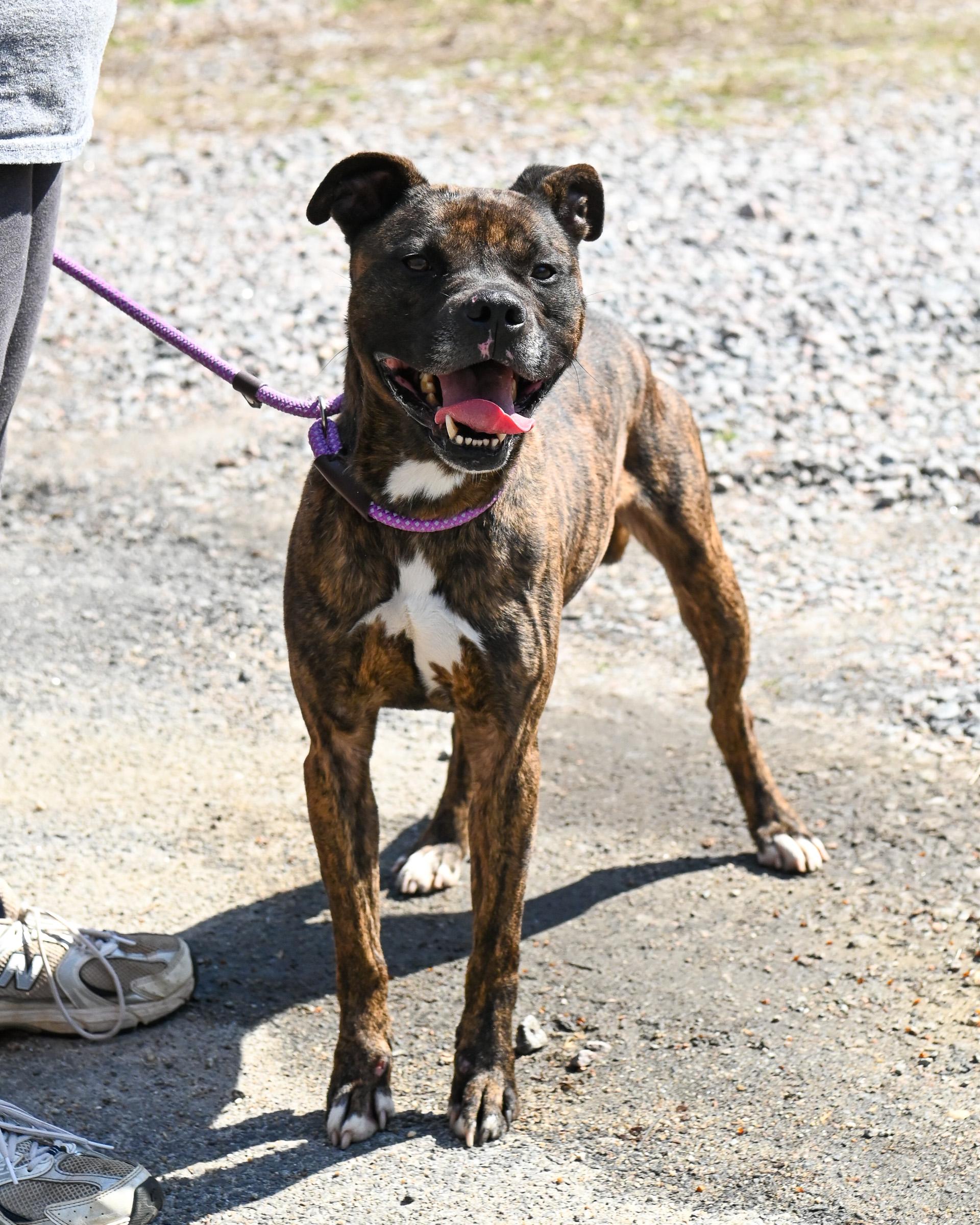 Enlarge Wilson, a Adoptable mixed breed in Petersburg, VA image 2/6