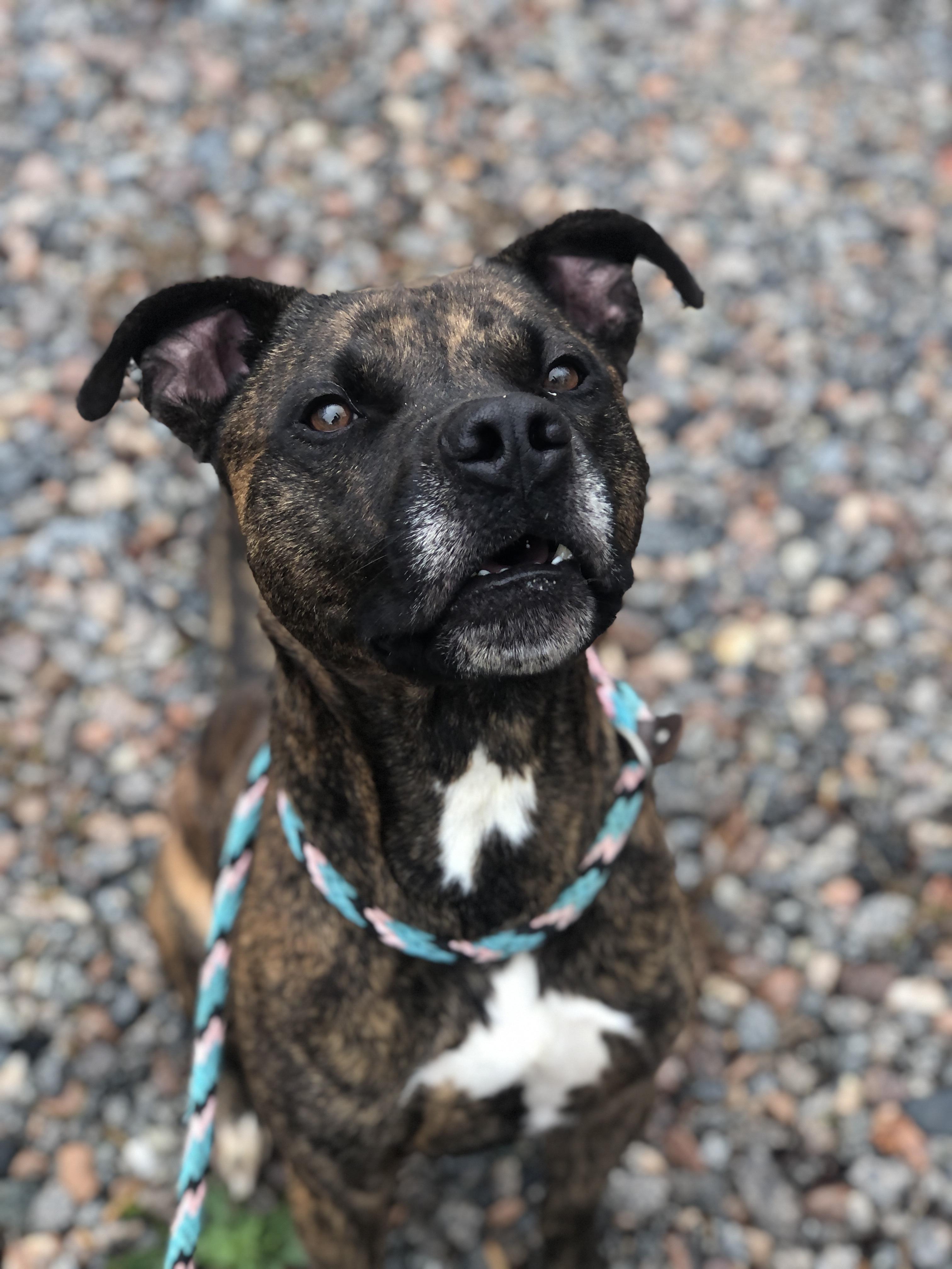 Wilson, a Adoptable mixed breed in Petersburg, VA image 3/6