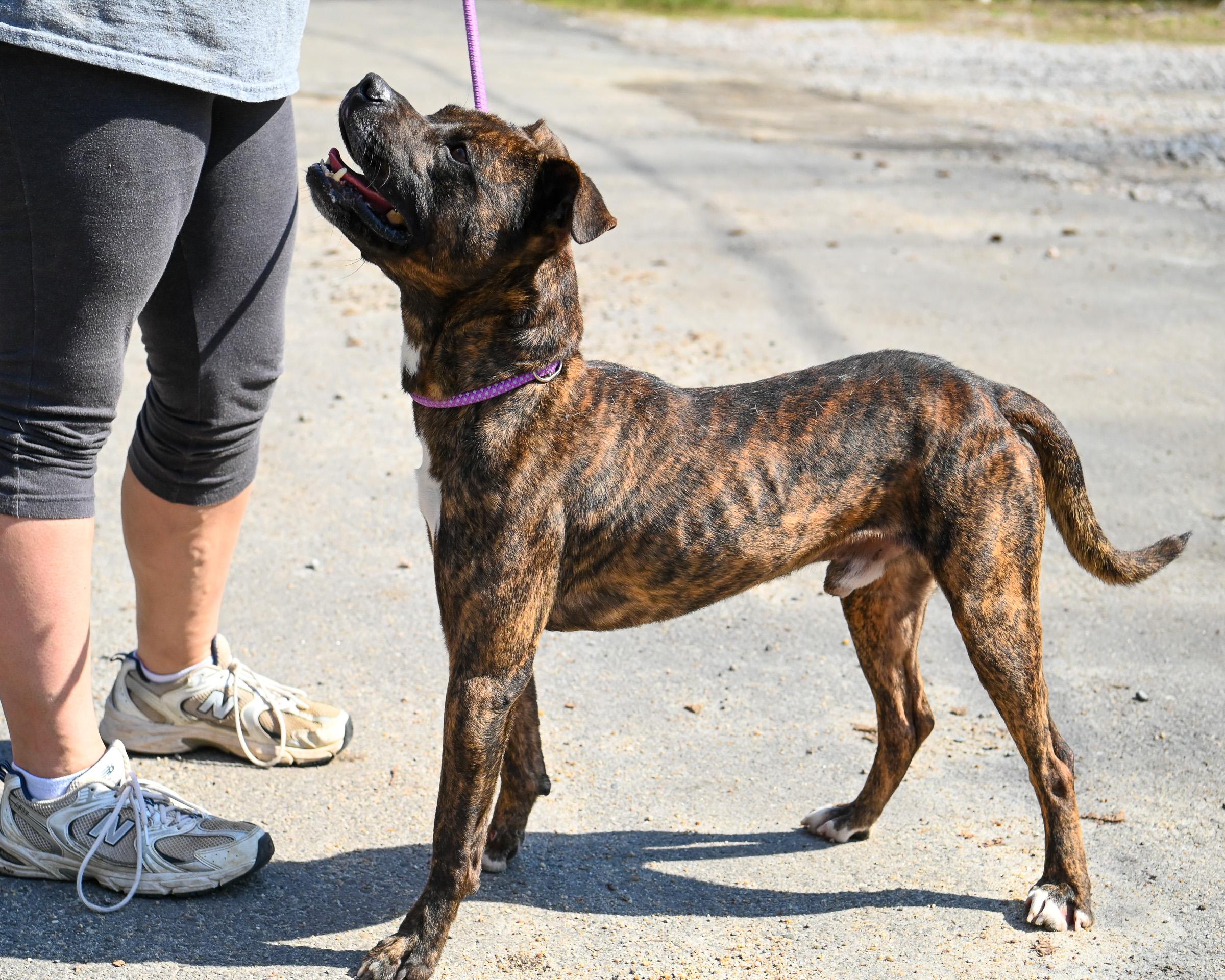 Enlarge Wilson, a Adoptable mixed breed in Petersburg, VA image 3/6