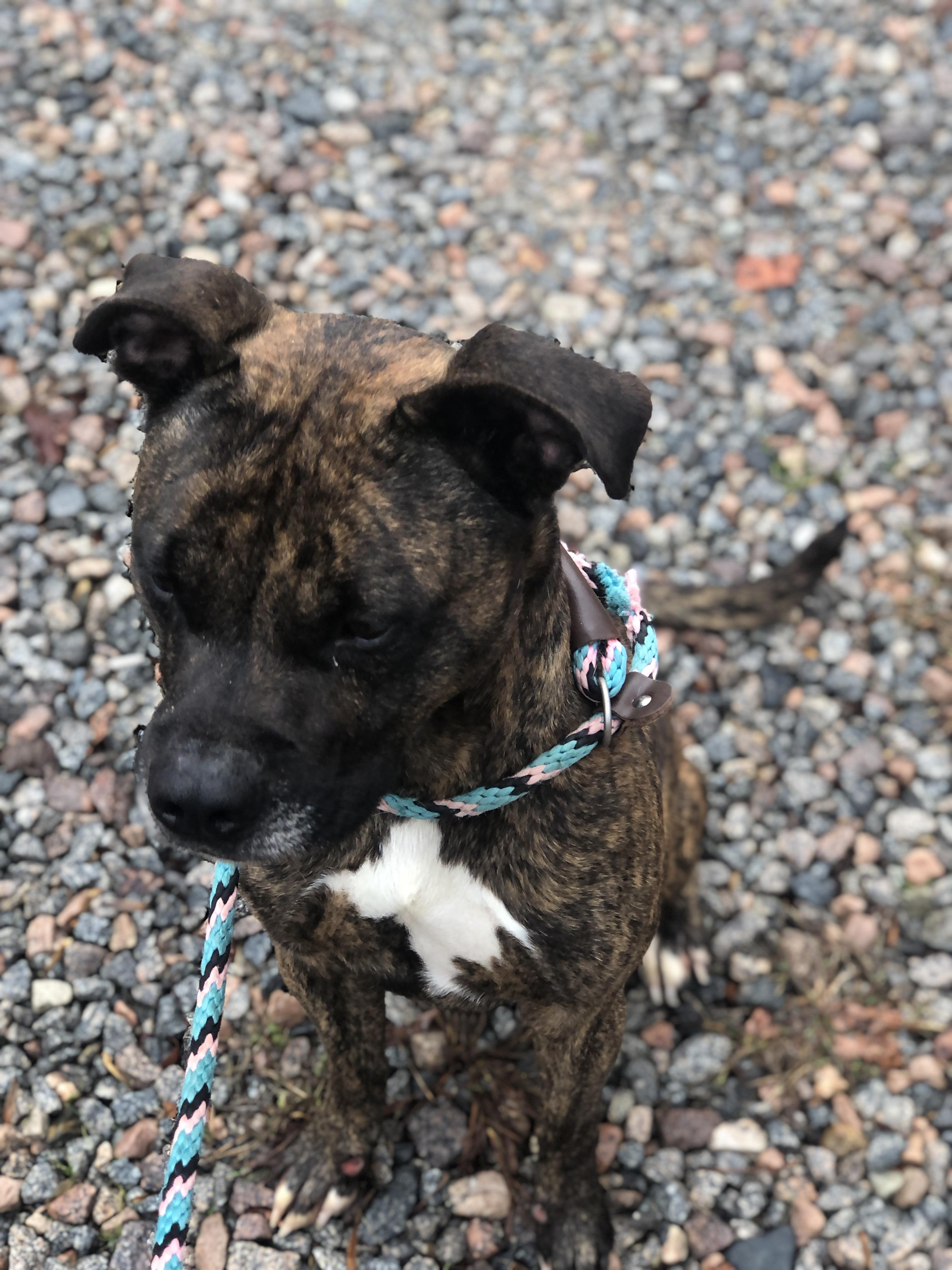 Wilson, a Adoptable mixed breed in Petersburg, VA image 6/6