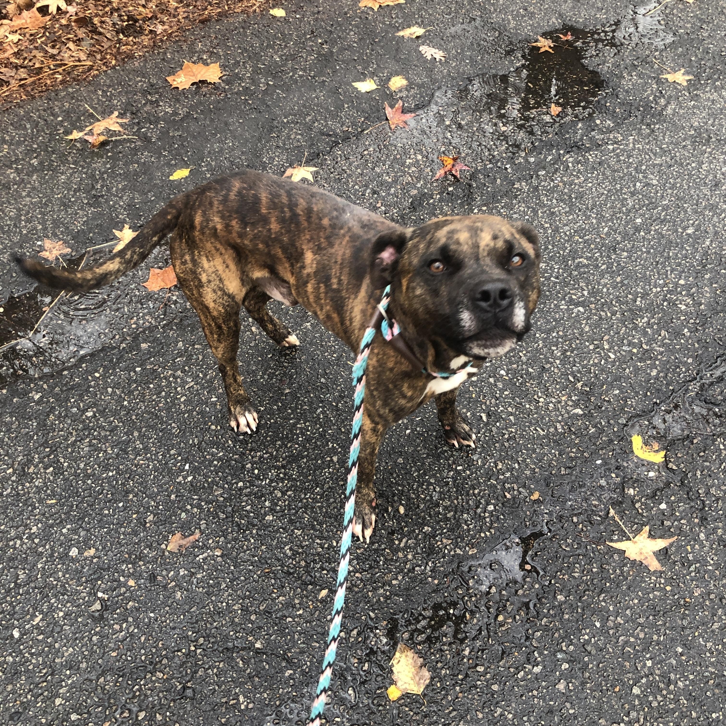 Wilson, a Adoptable mixed breed in Petersburg, VA image 4/6
