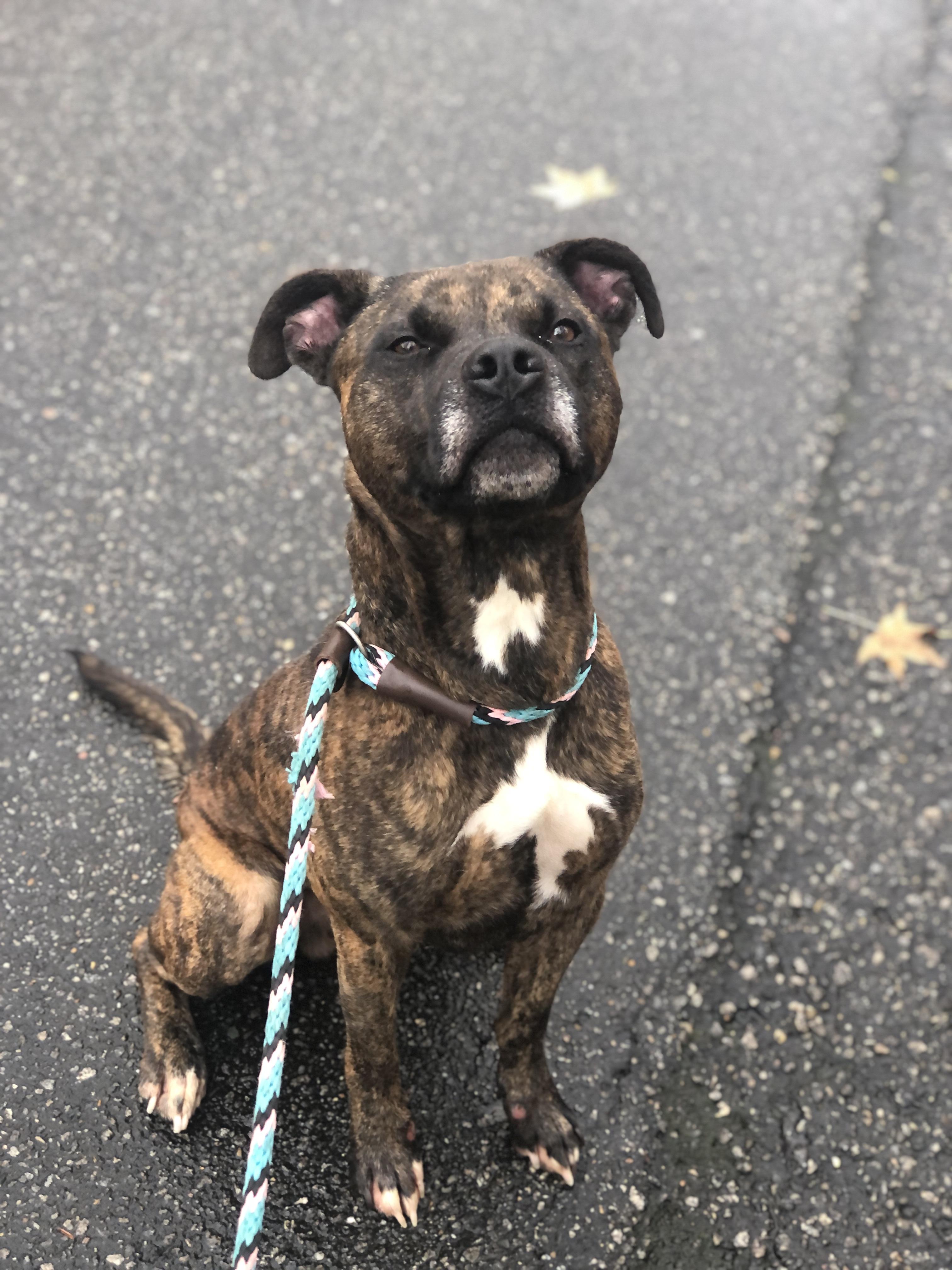 Wilson, Adoptable, Adult Male Pit Bull Terrier.