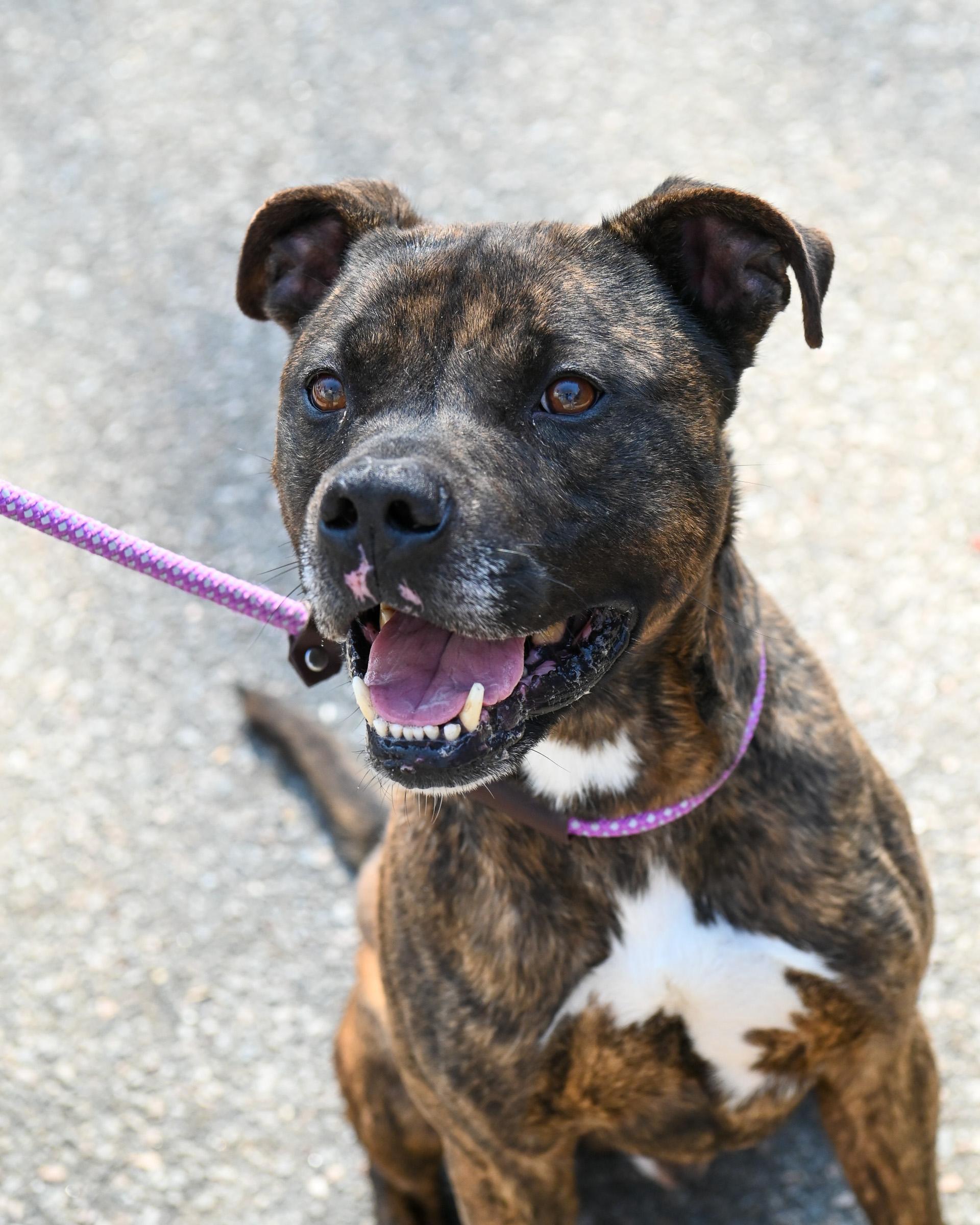 Wilson, Adoptable, Adult Male Pit Bull Terrier.