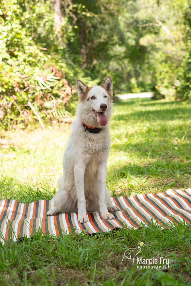 Enlarge Ryder, a Adoptable Siberian Husky in Lake Helen, FL image 1/1