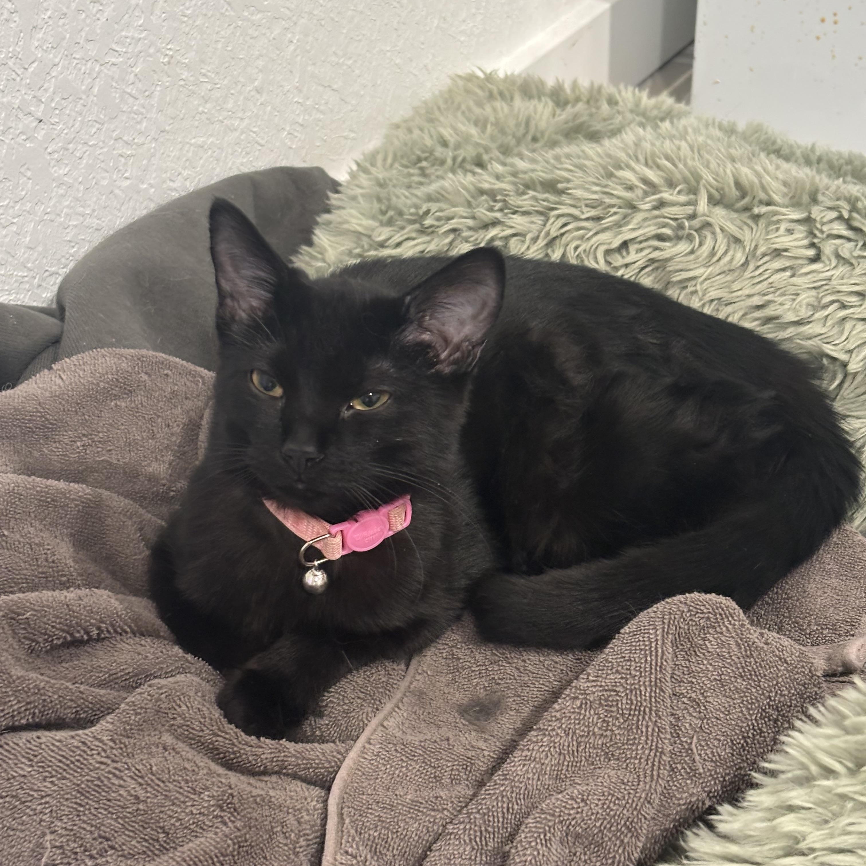 Enlarge Pinky, an adopted Domestic Short Hair in Denver, CO image 1/2