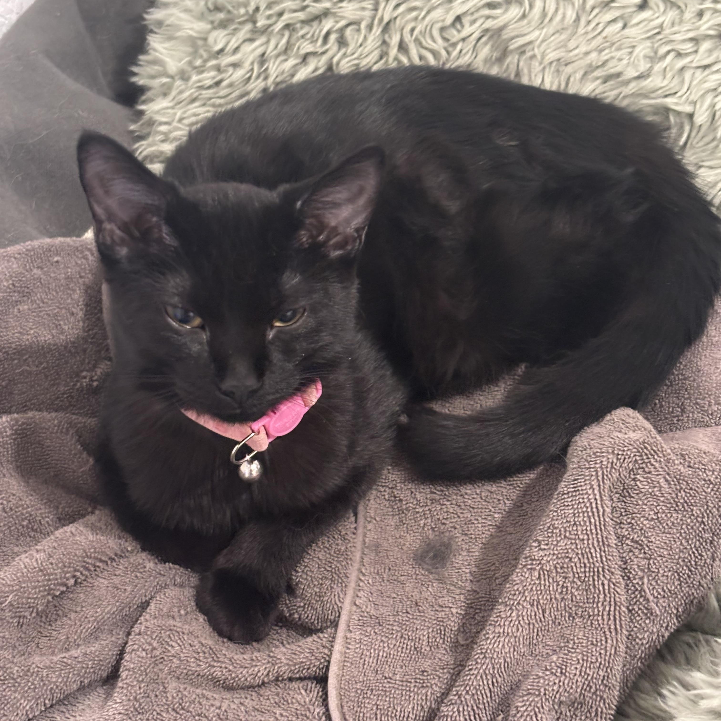 Enlarge Pinky, an adopted Domestic Short Hair in Denver, CO image 2/2