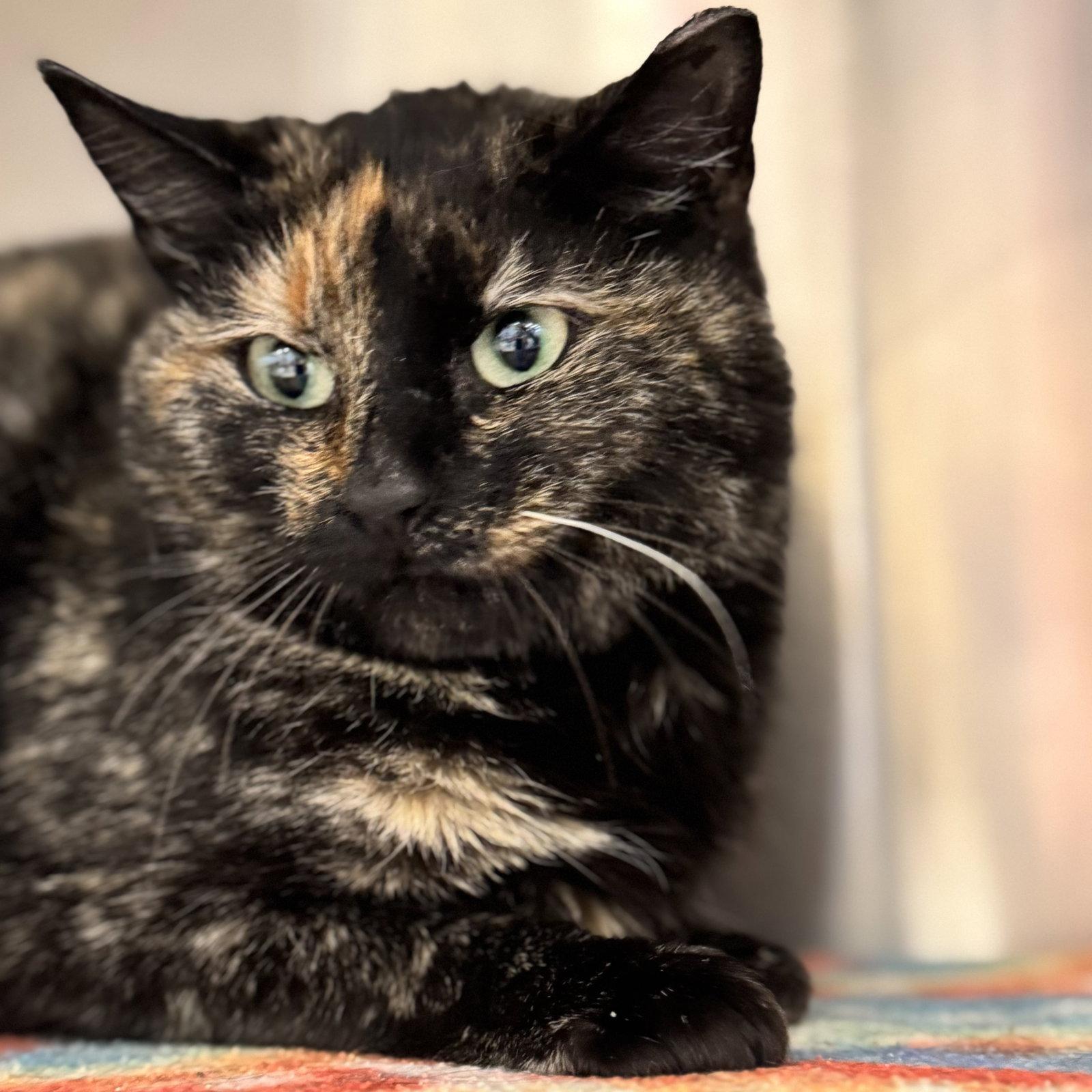 Hannah, Adoptable, Young Female Domestic Short Hair & Tortoiseshell.