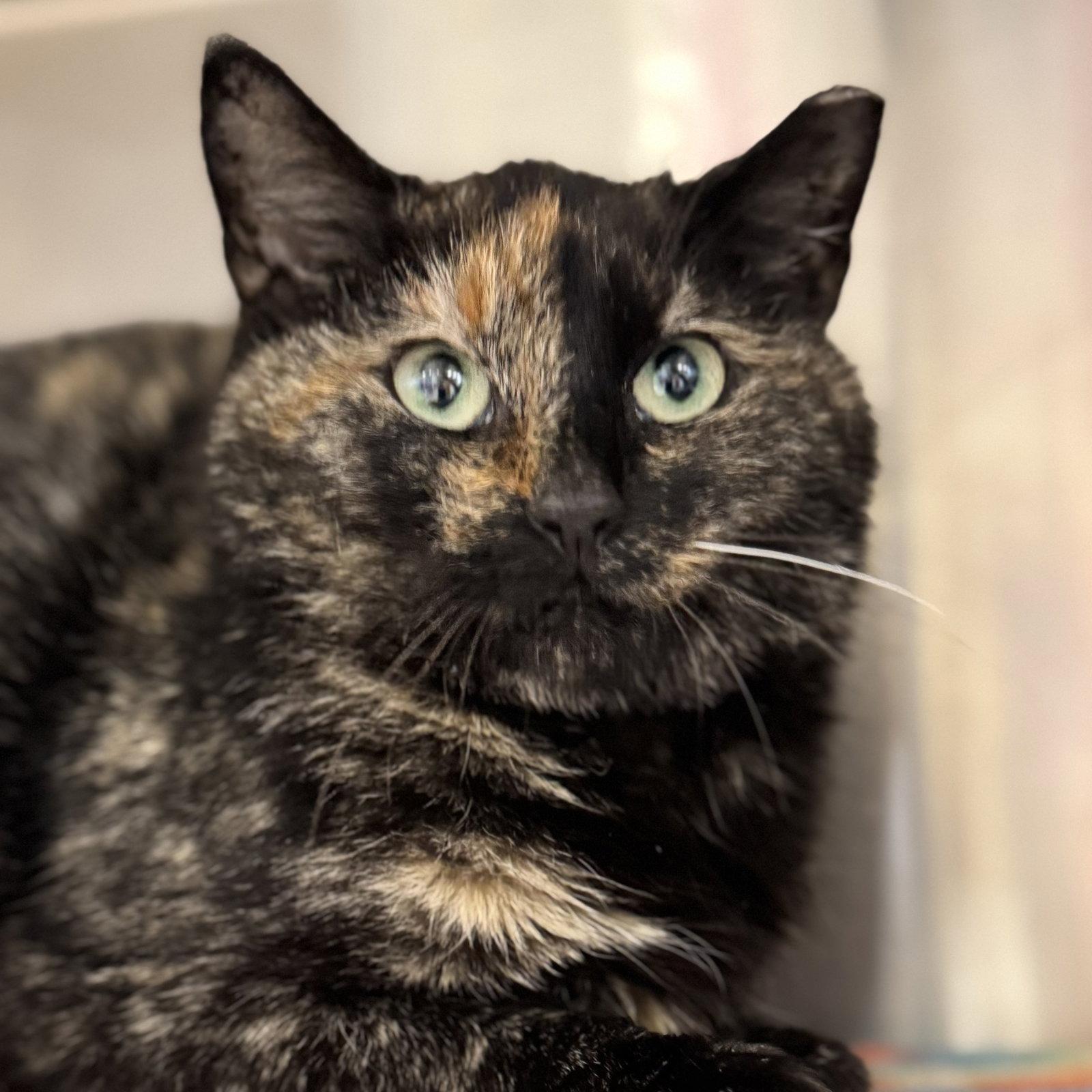 Enlarge Hannah, a Adoptable mixed breed in Winchendon, MA image 2/3