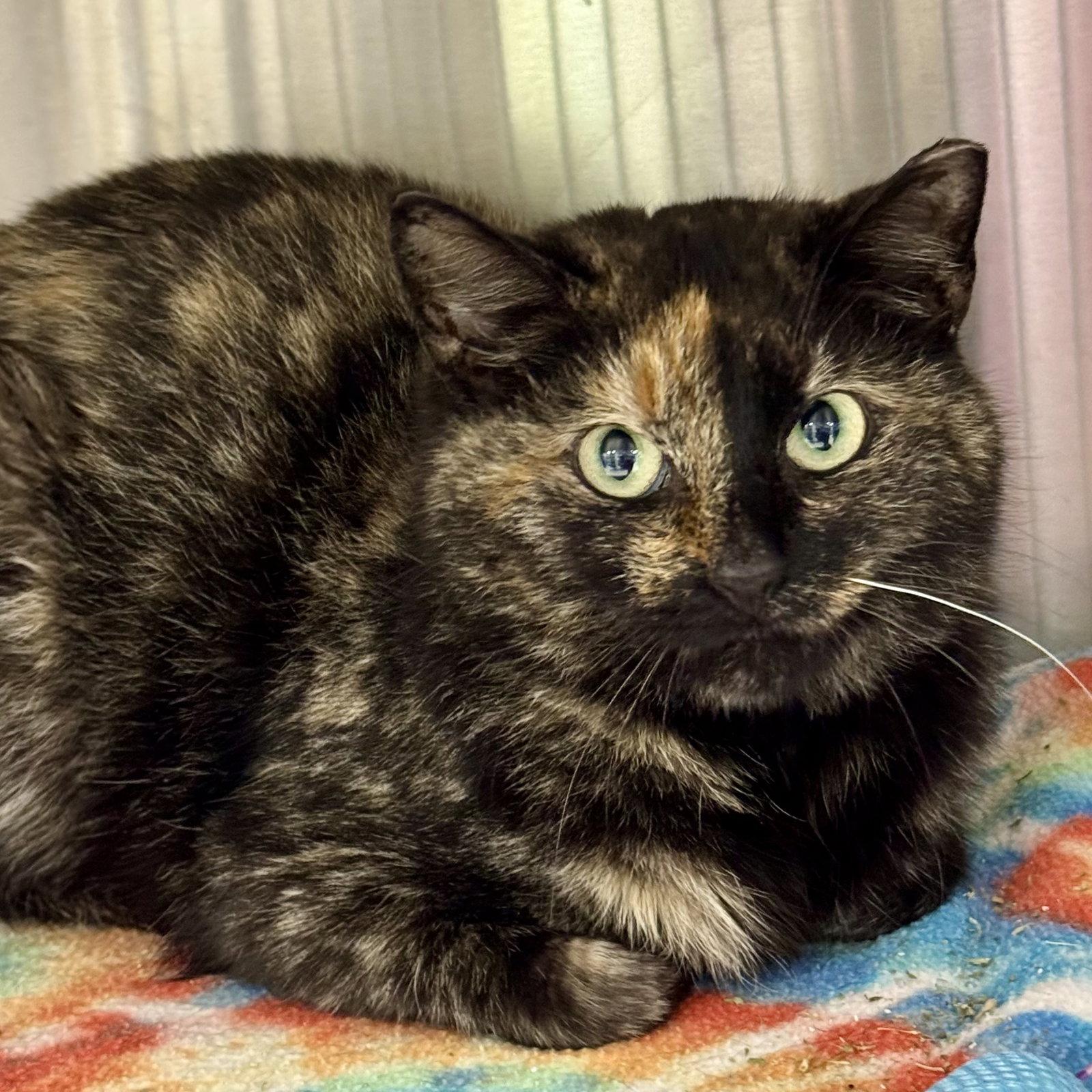 Enlarge Hannah, a Adoptable mixed breed in Winchendon, MA image 3/3