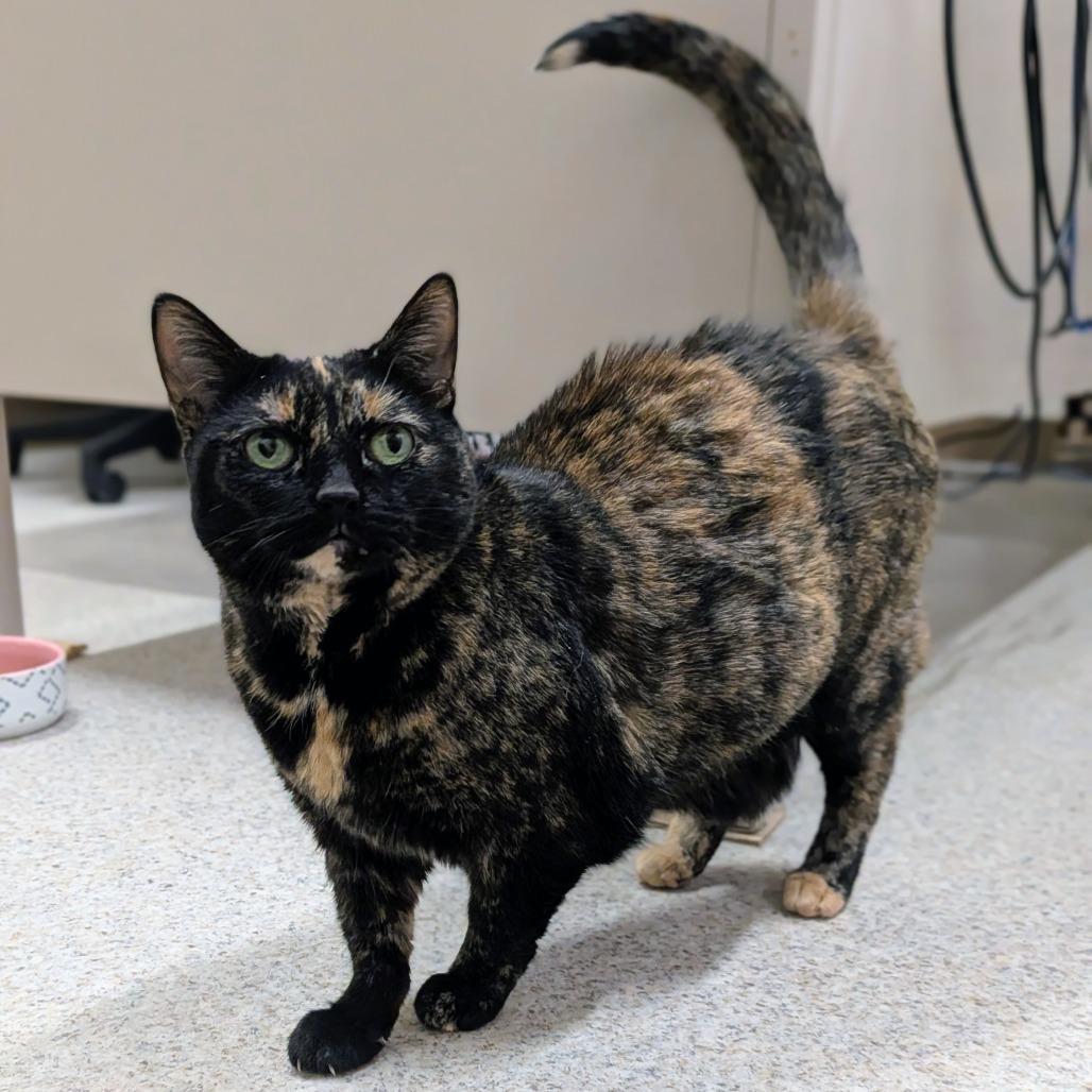 Mackerel-$50 See My Video!, Adoptable, Senior Female Domestic Short Hair.