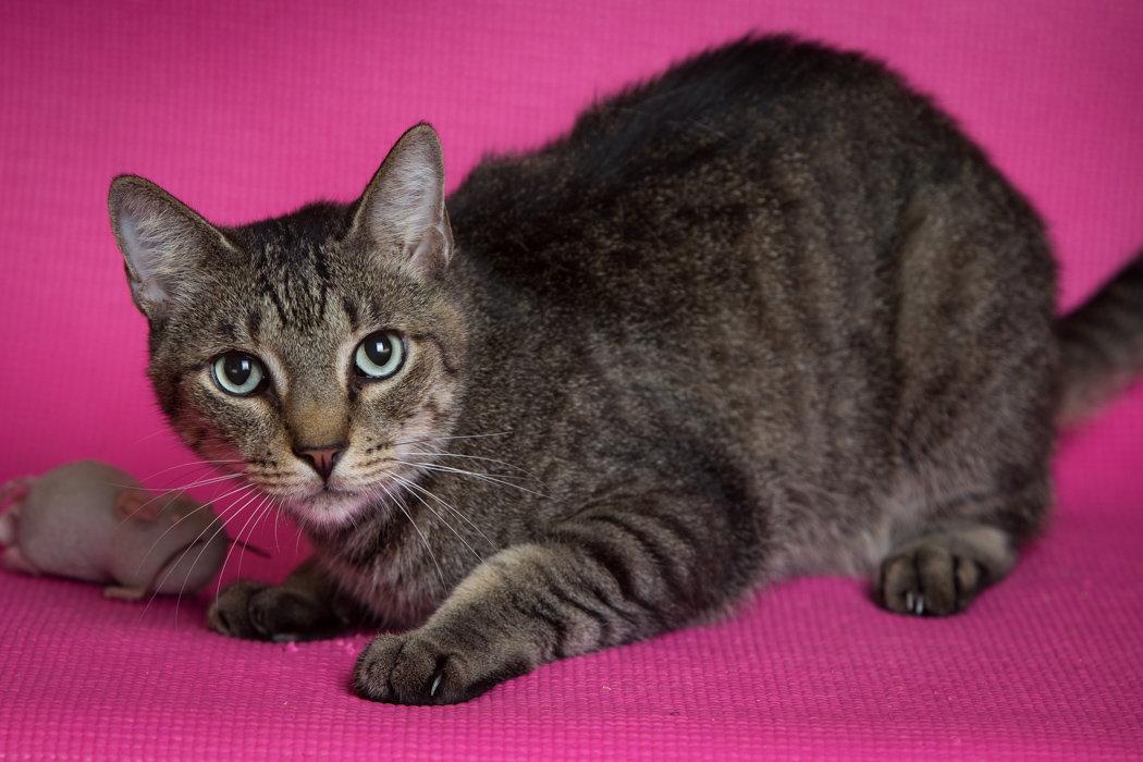 Harold, Adoptable, Adult Male Domestic Short Hair.