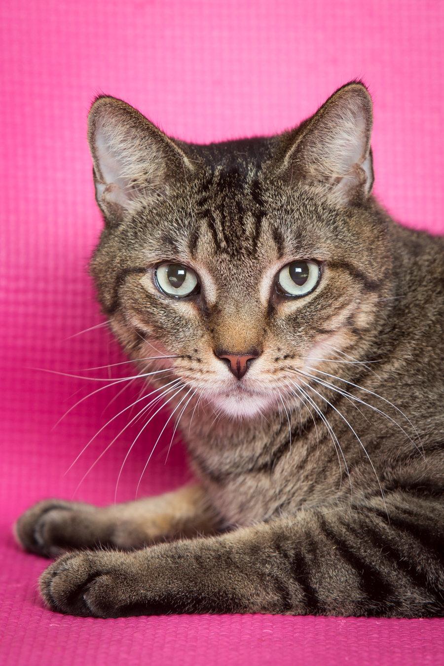 Enlarge Harold, a Adoptable Domestic Short Hair in Enterprise, FL image 2/2
