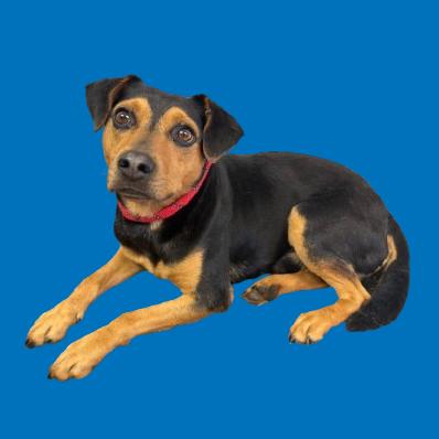 Enlarge Rooster, a Adoptable mixed breed in Tuscaloosa, AL image 1/1