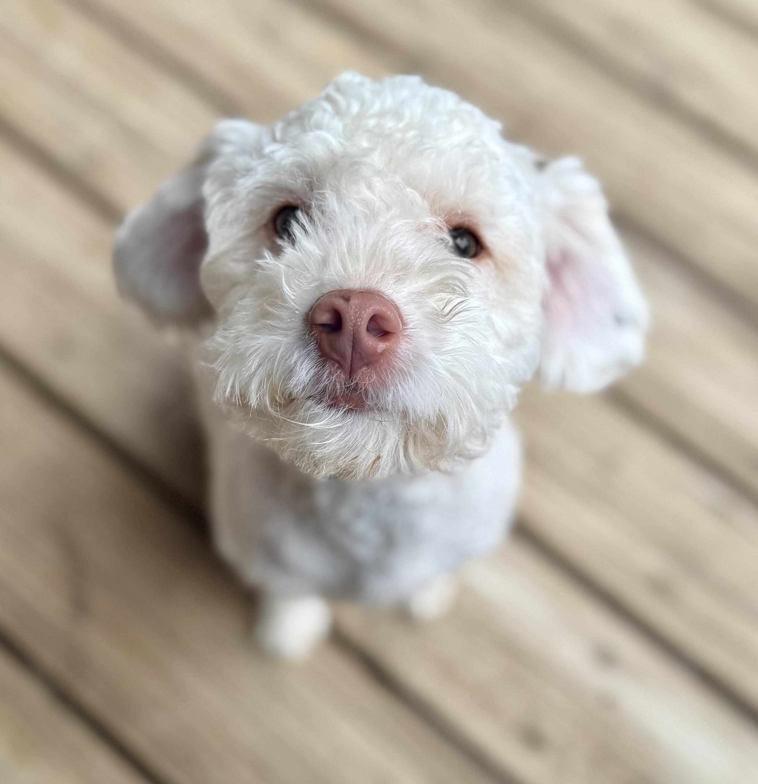 Louie, a ADOPTABLE mixed breed in Washington, MO image 2/2