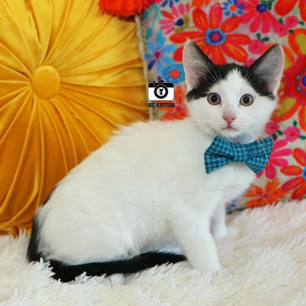 Stavro, Adoptable, Kitten Male Domestic Short Hair.