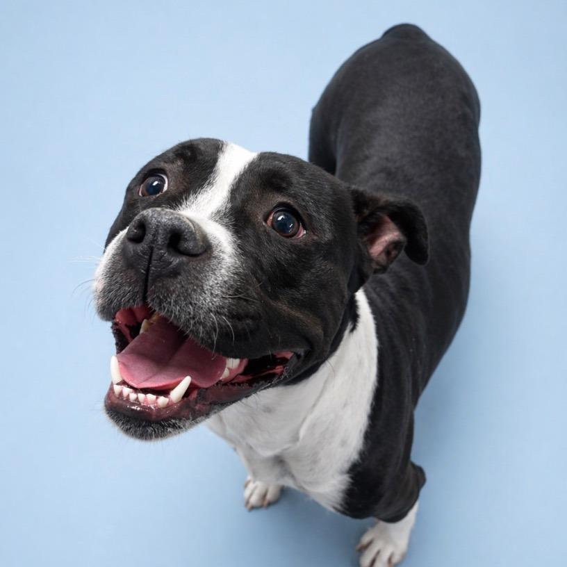 Enlarge Hallie, a Adoptable Mixed Breed in Cheyenne, WY image 1/1